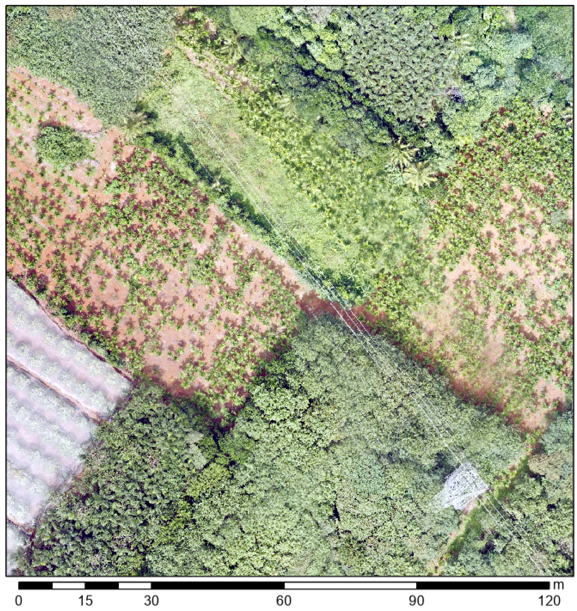 Forests 15 00061 g002