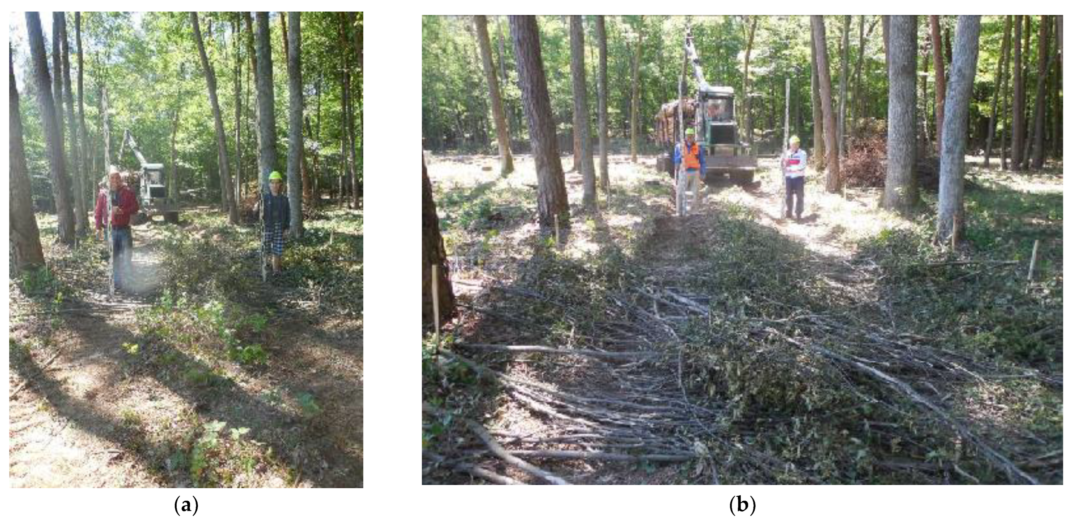 Forests 15 00074 g002