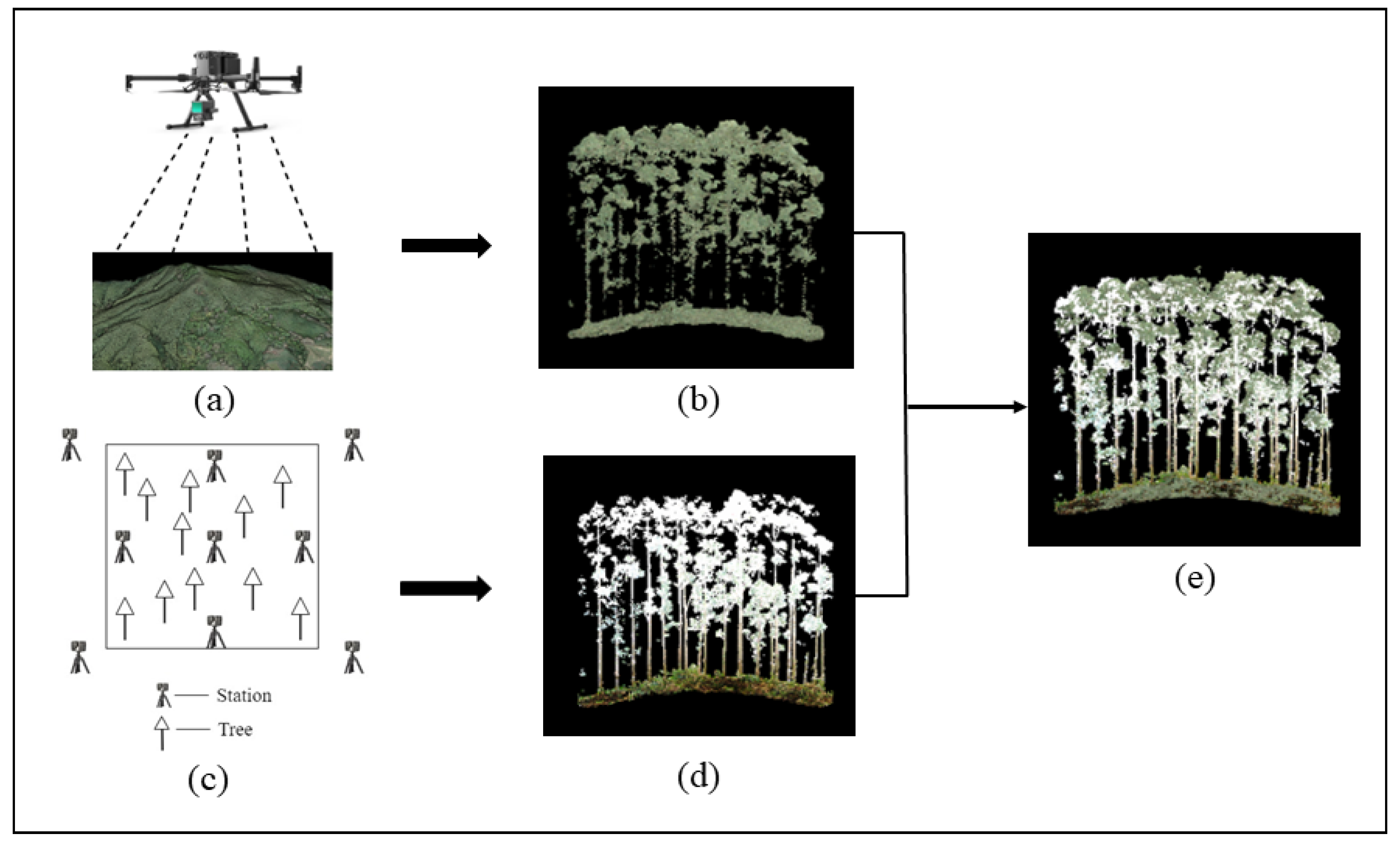 Forests 15 00081 g001