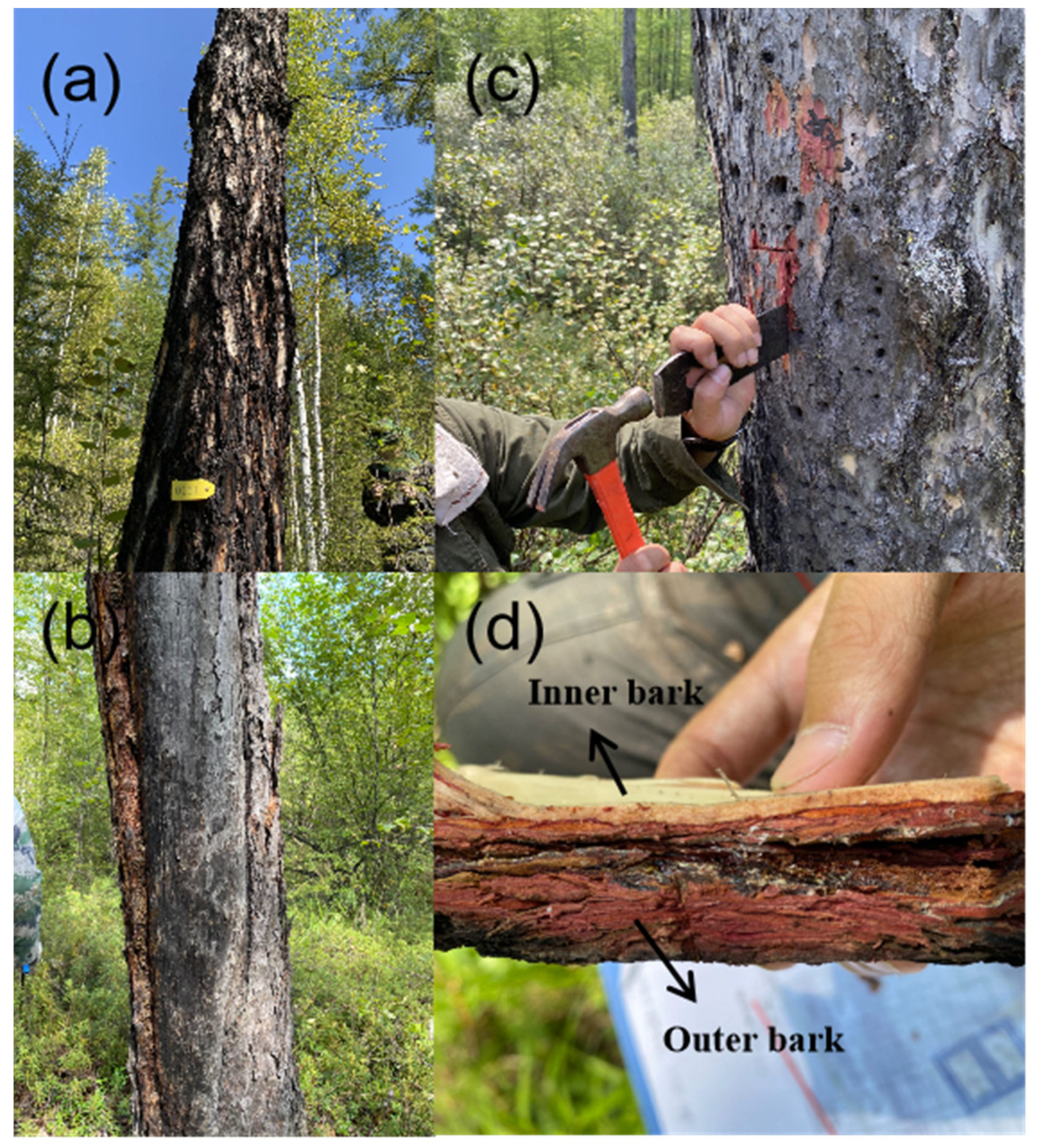 Forests 15 00096 g002 Forests 15 00096 g002