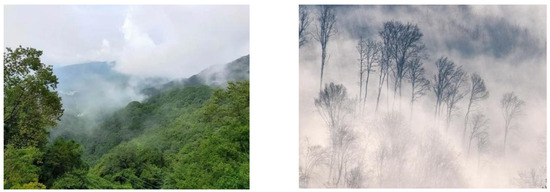 A Forest Fire Recognition Method Based on Modified Deep CNN Model