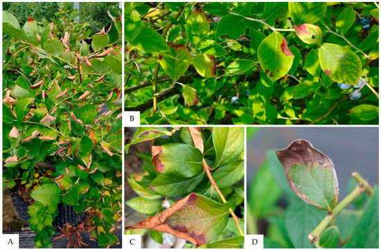 Identifying the Biological Characteristics of Anthracnose