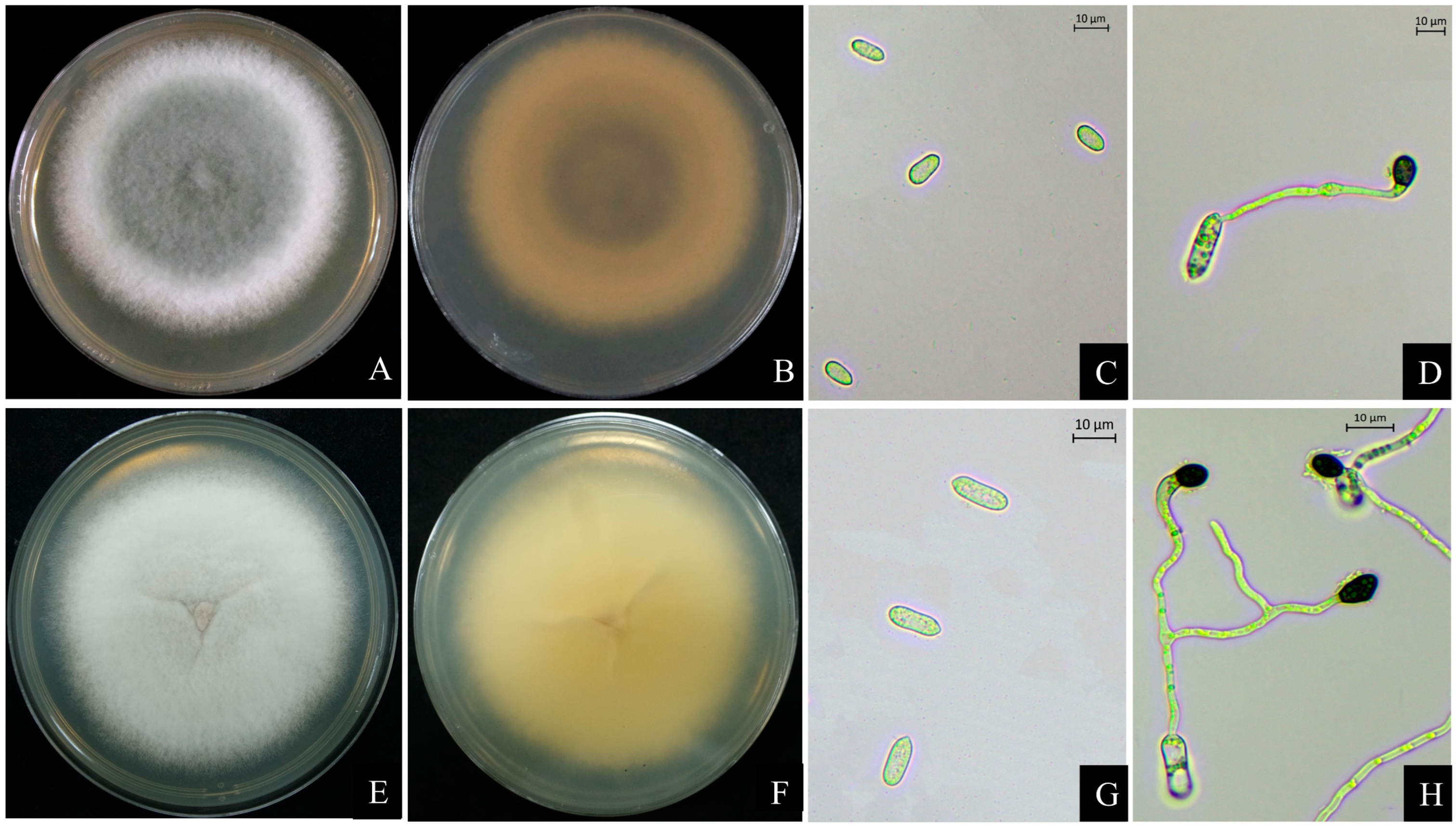 Forests 15 00117 g004