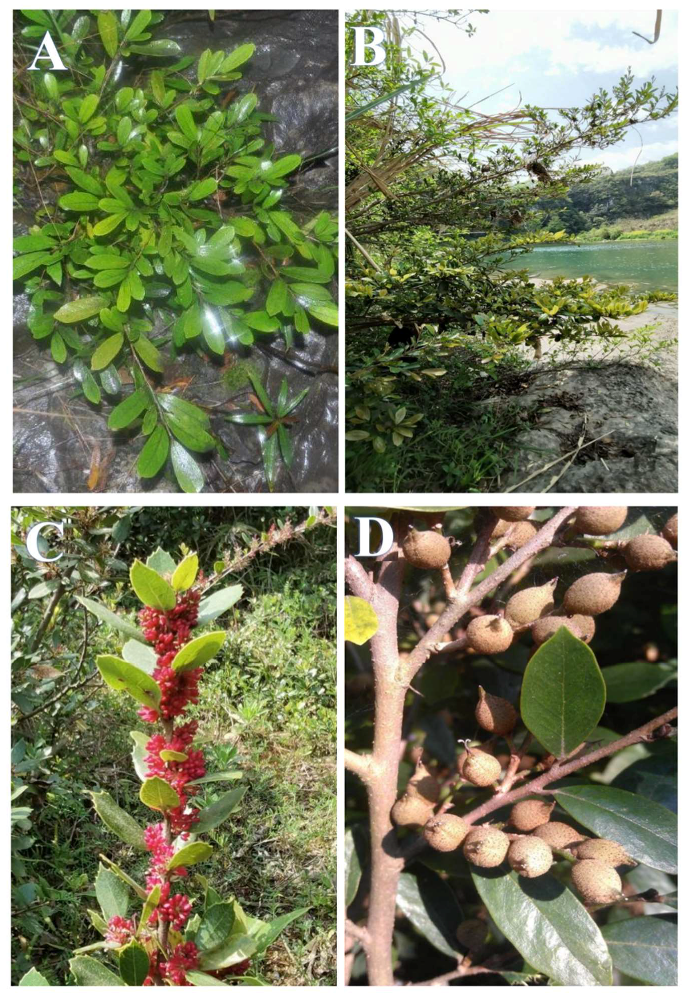 Forests 15 00125 g001