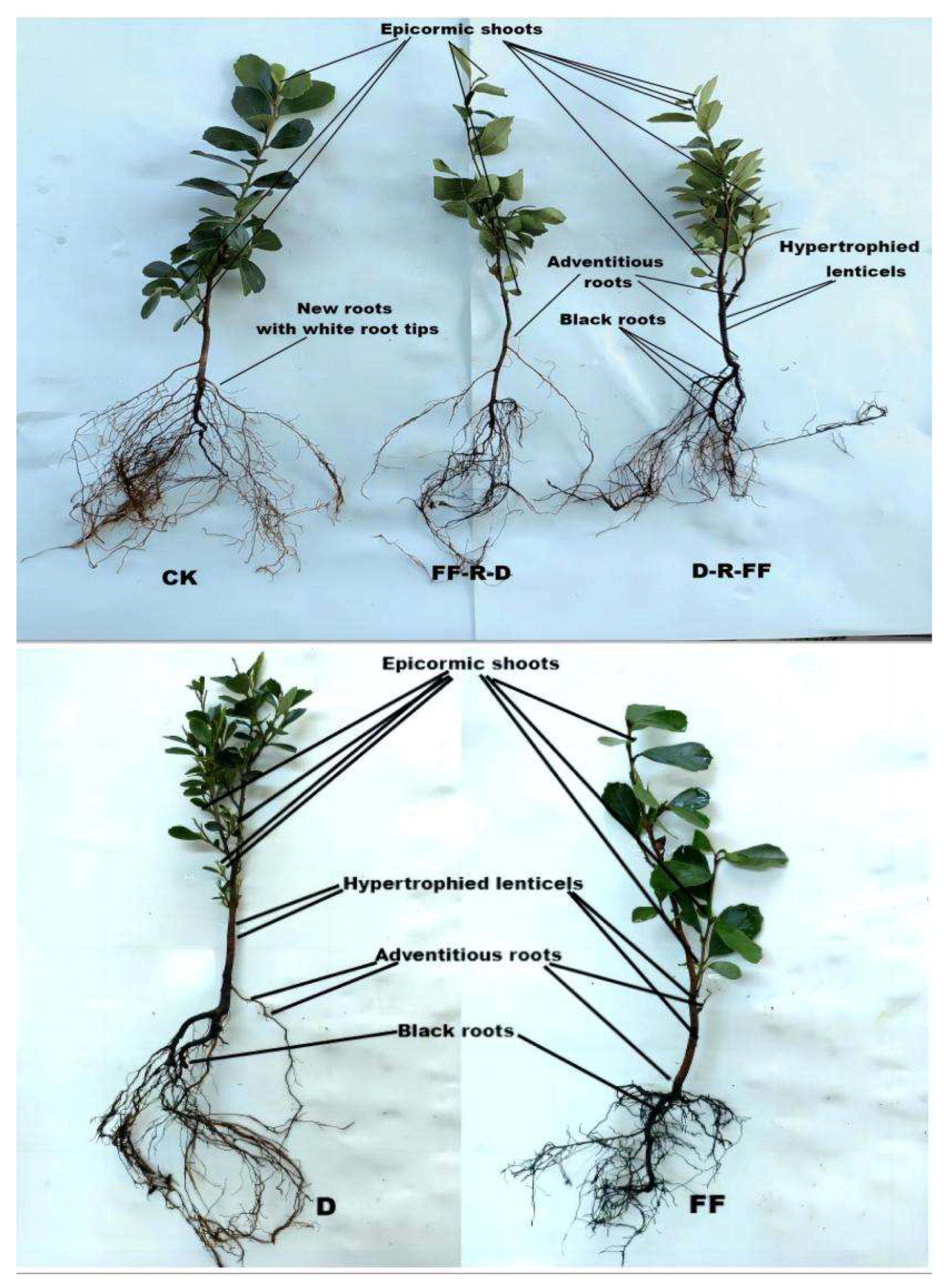 Forests 15 00125 g006