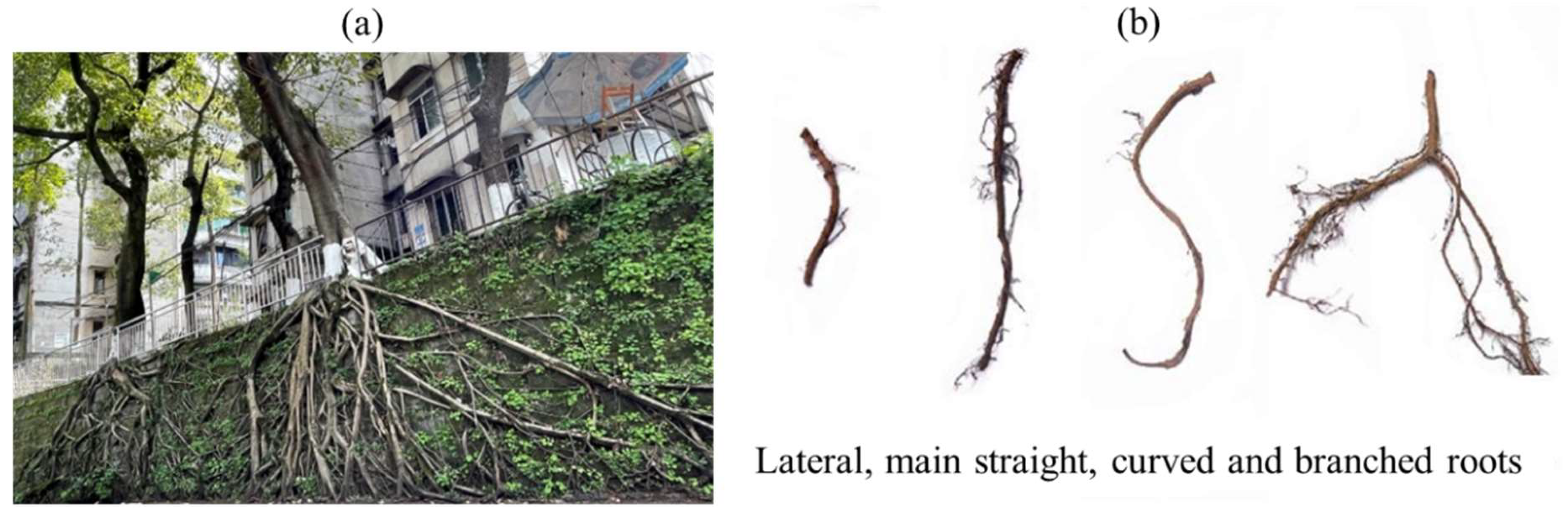 Forests 15 00133 g001