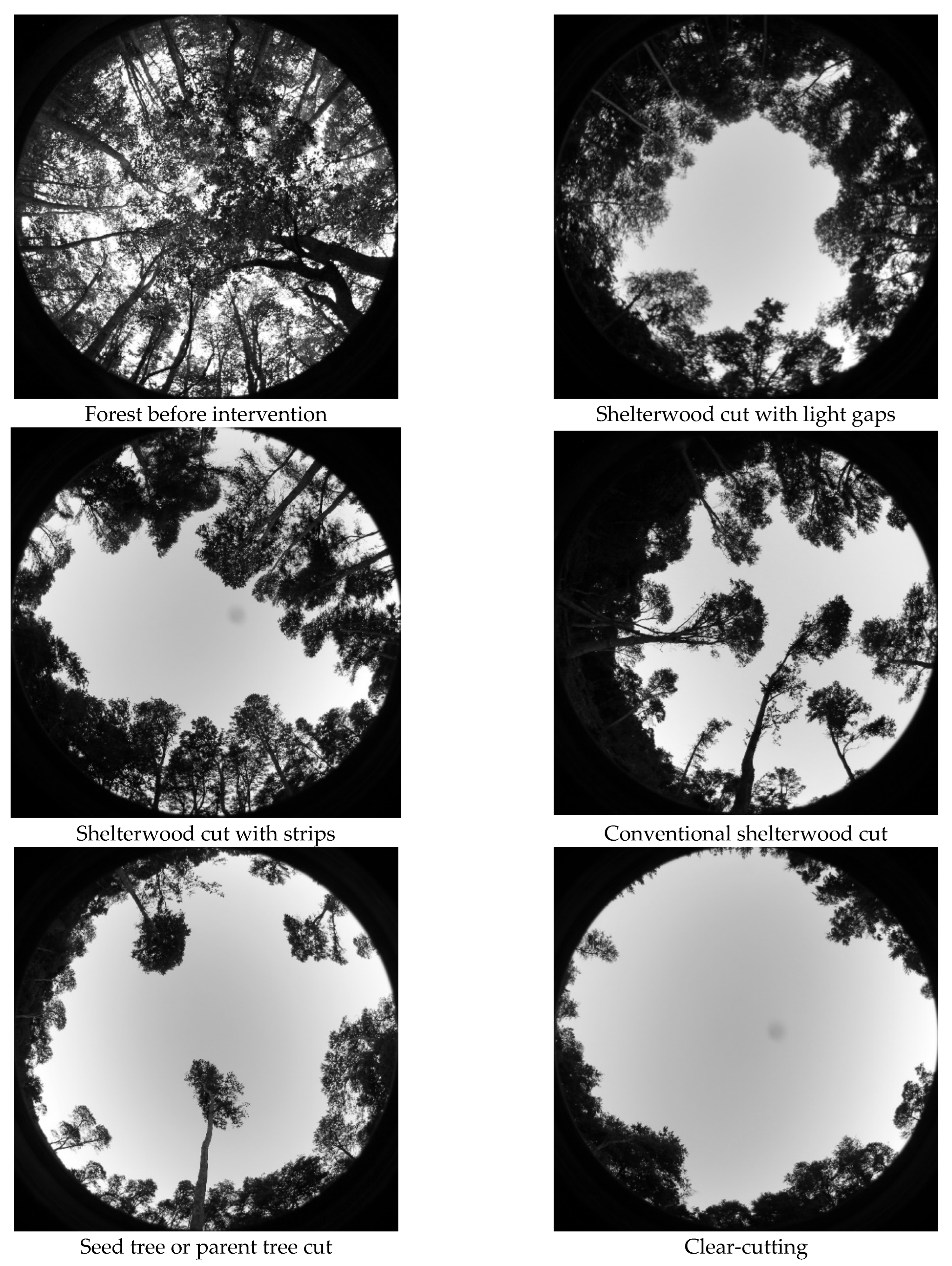 Forests 15 00134 g002