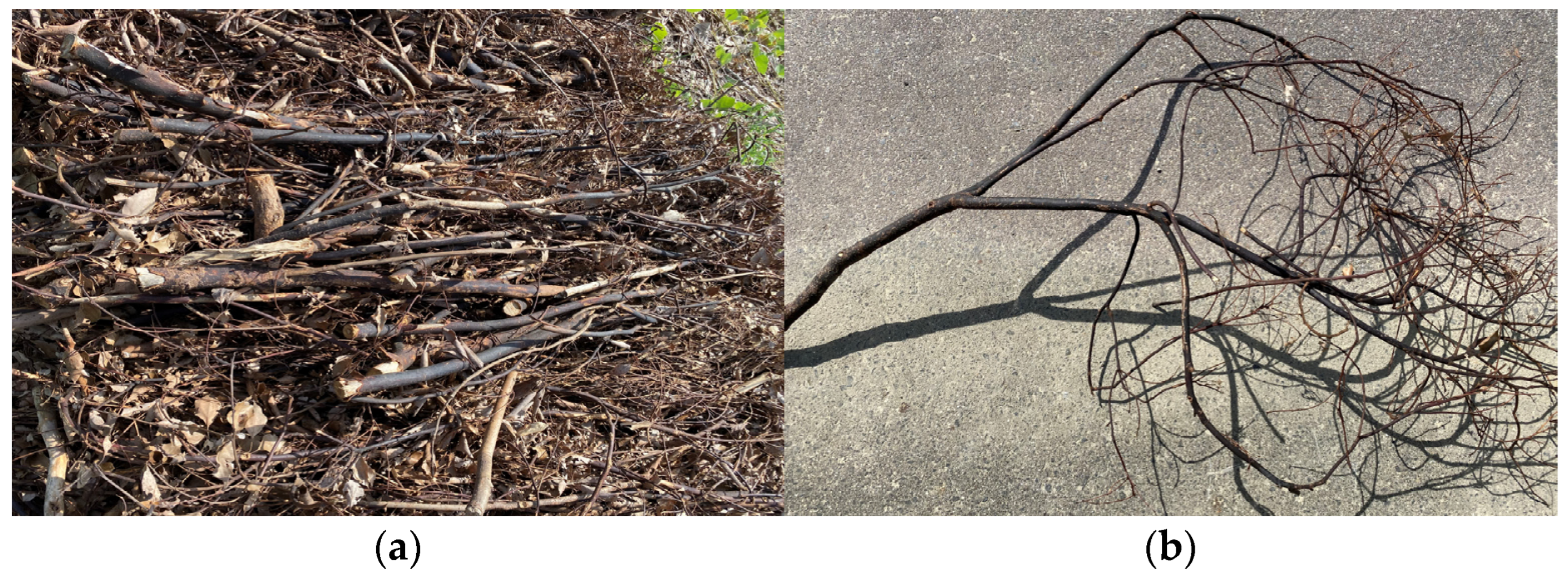 Forests 15 00156 g001