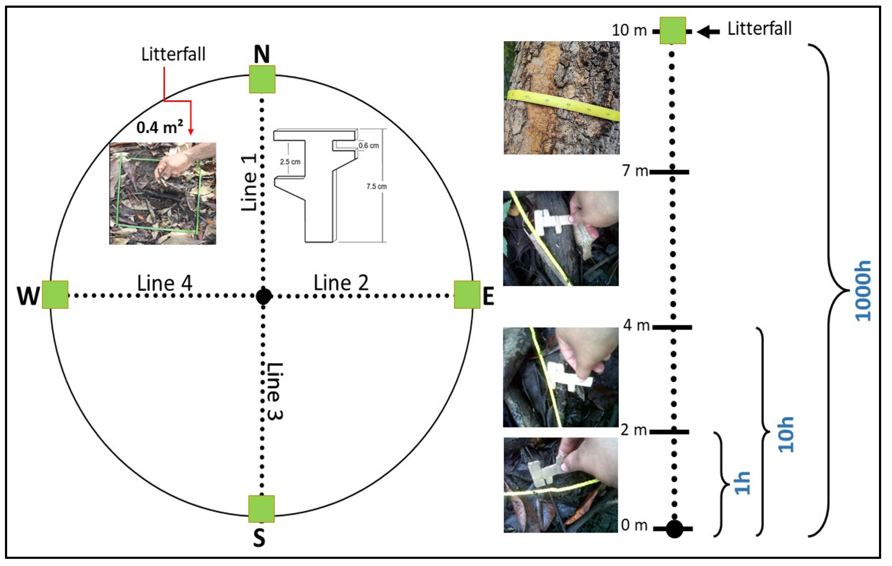 Forests 15 00158 g003 Forests 15 00158 g003