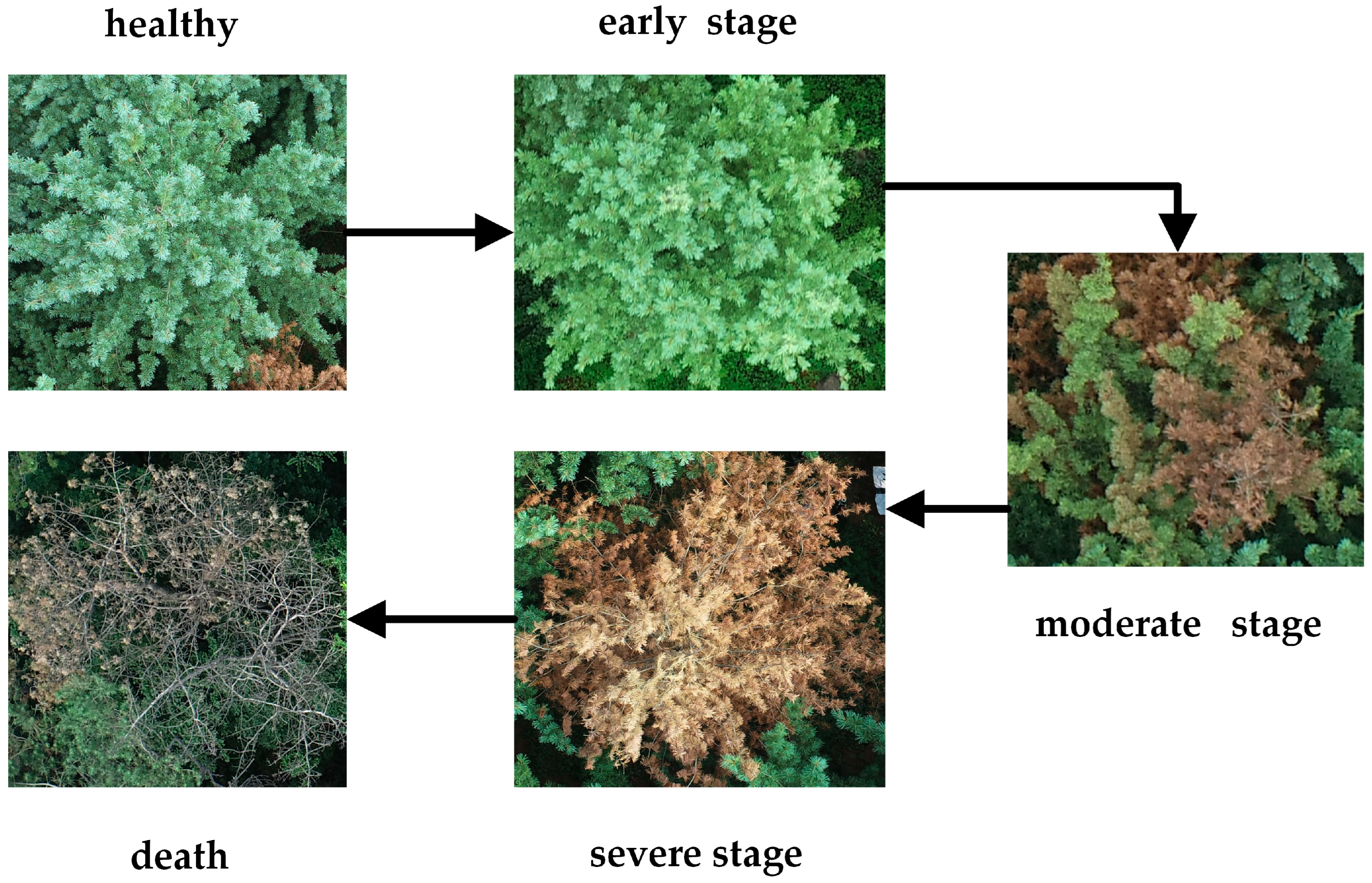 Forests 15 00171 g001