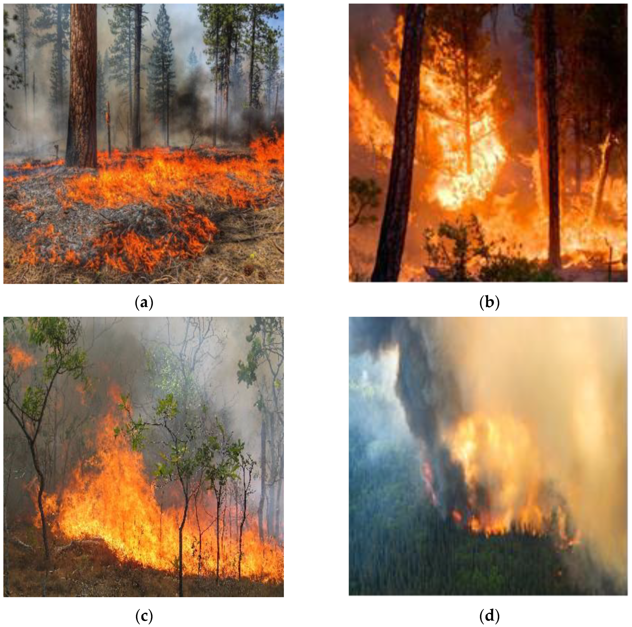 Forests 15 00204 g001