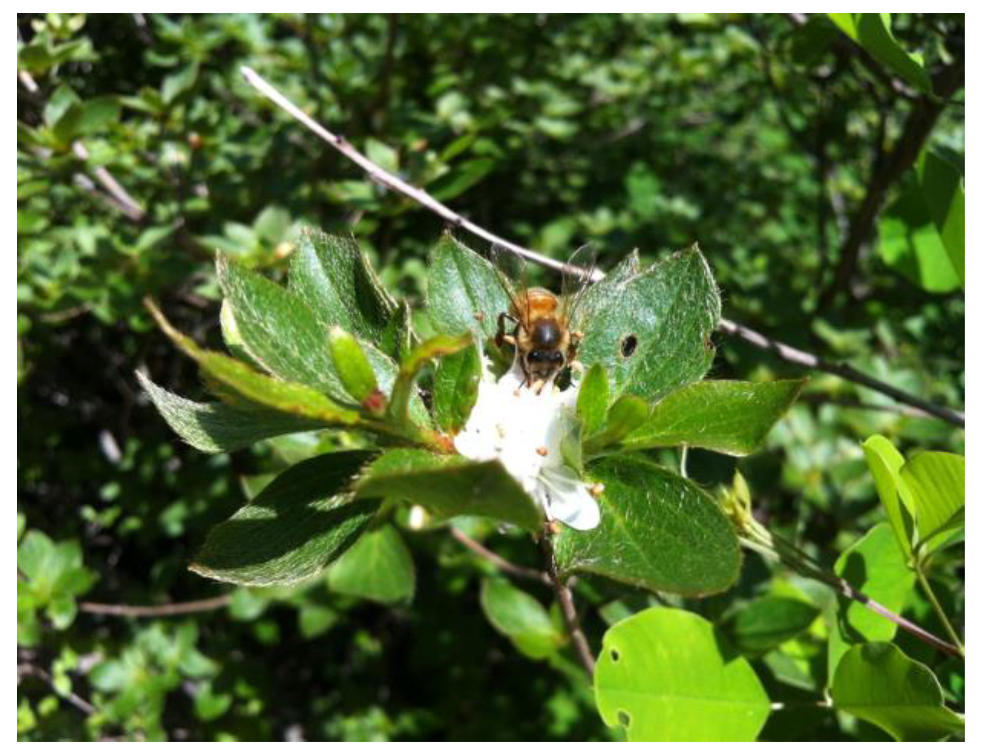 Forests 15 00224 g007 Forests 15 00224 g007