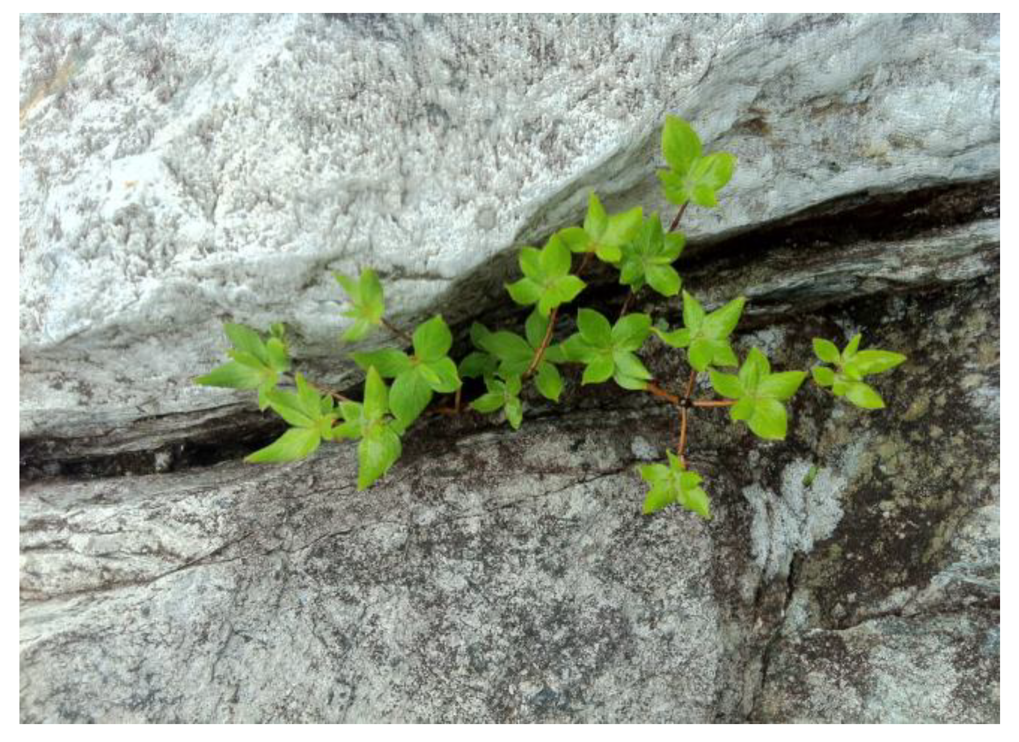 Forests 15 00224 g008 Forests 15 00224 g008