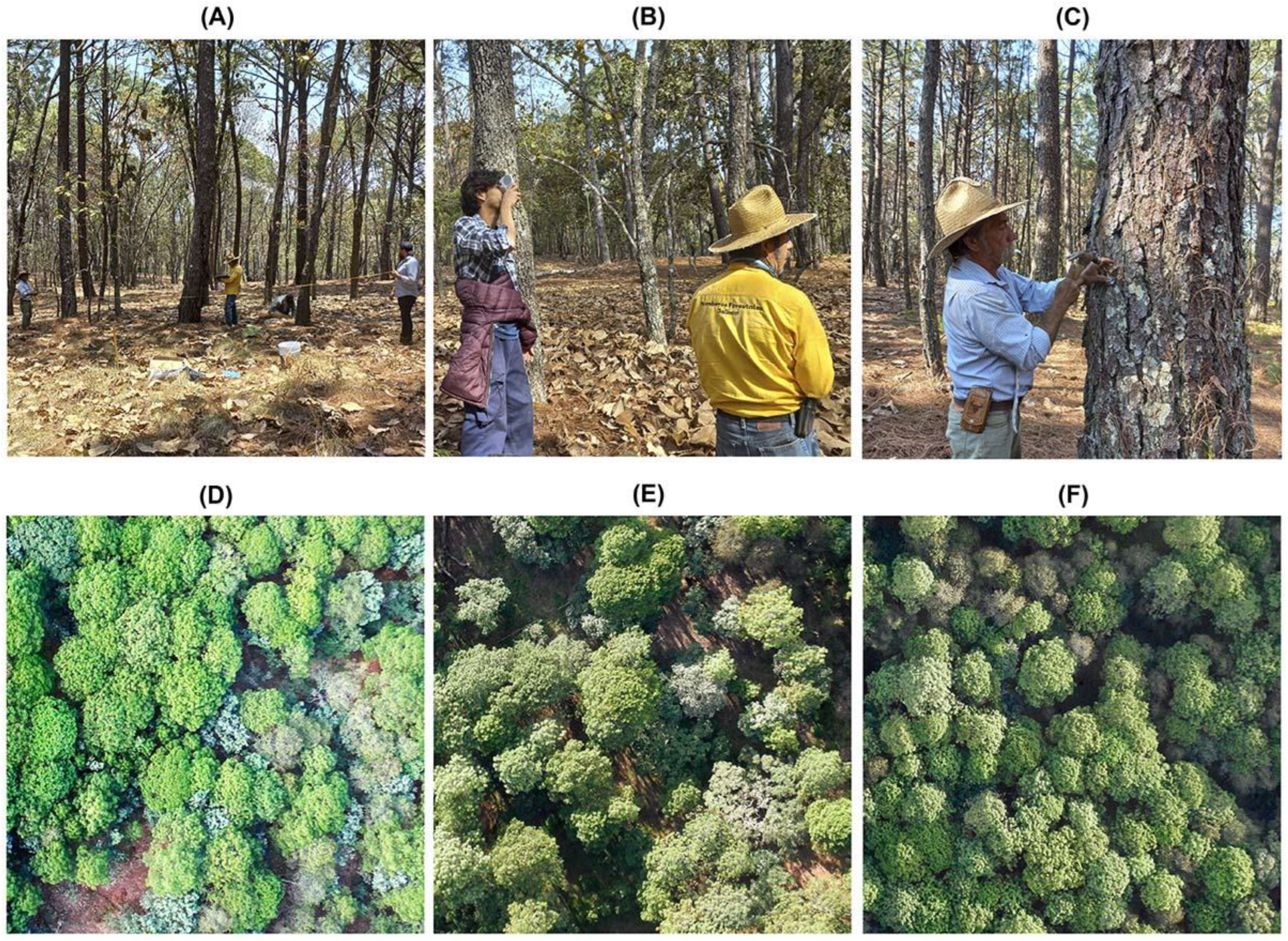 Forests 15 00225 g003