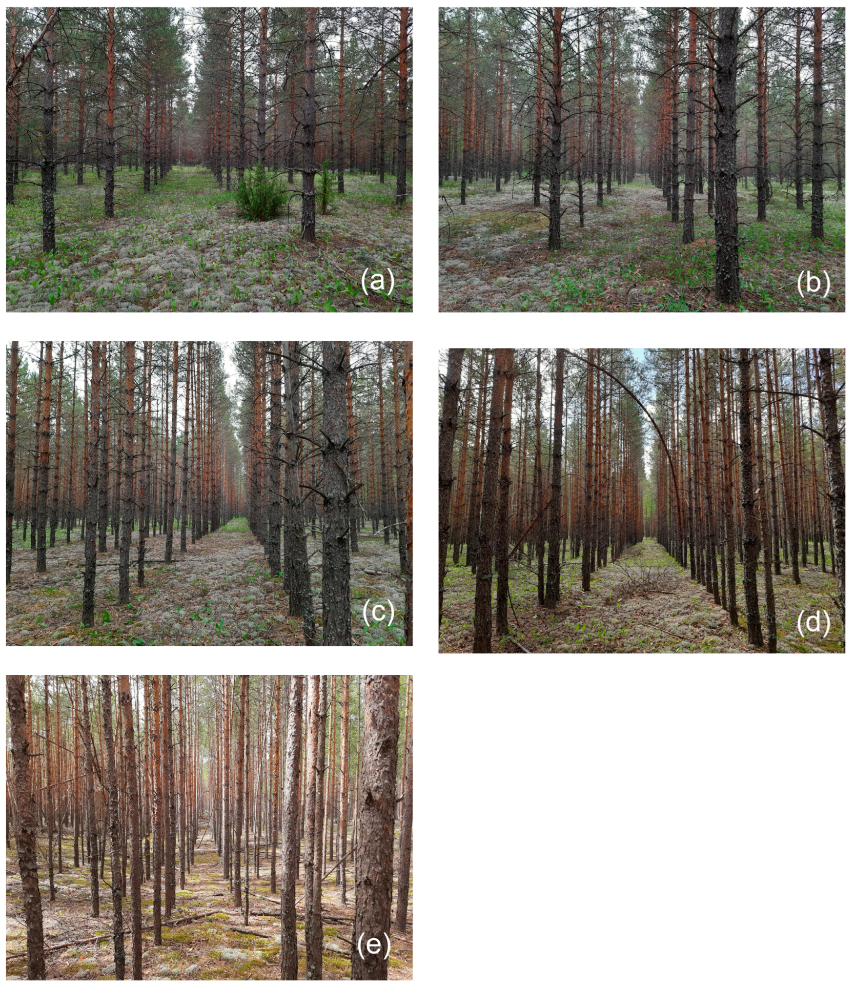 Forests 15 00233 g002