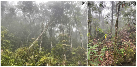 Seed Germination Characteristics of a Critically Endangered