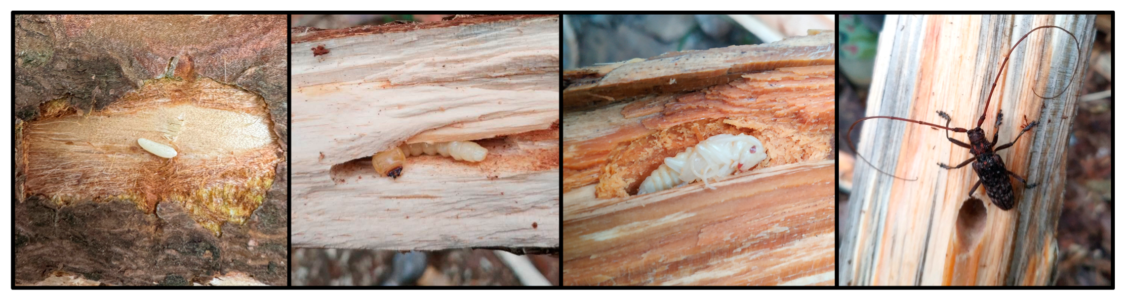 Forests 15 00244 g001