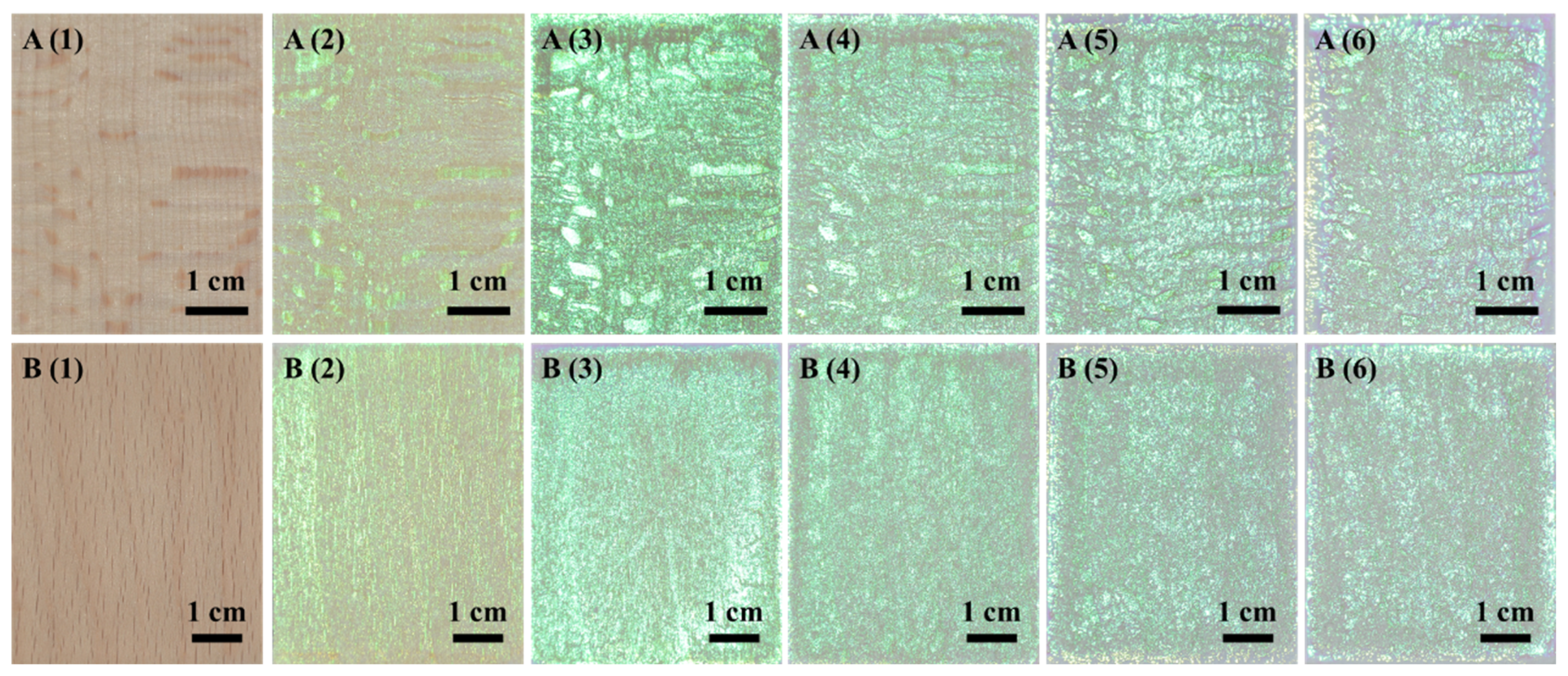 Forests 15 00261 g006