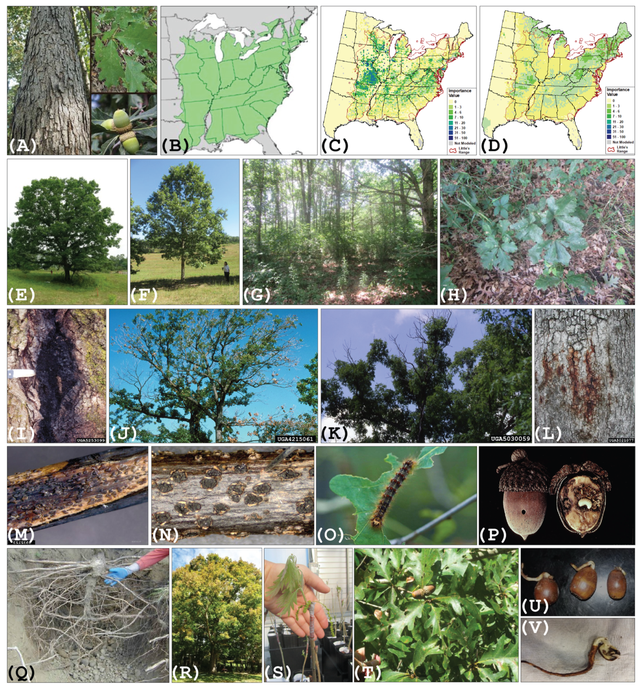Forests 15 00269 g001 Forests 15 00269 g001