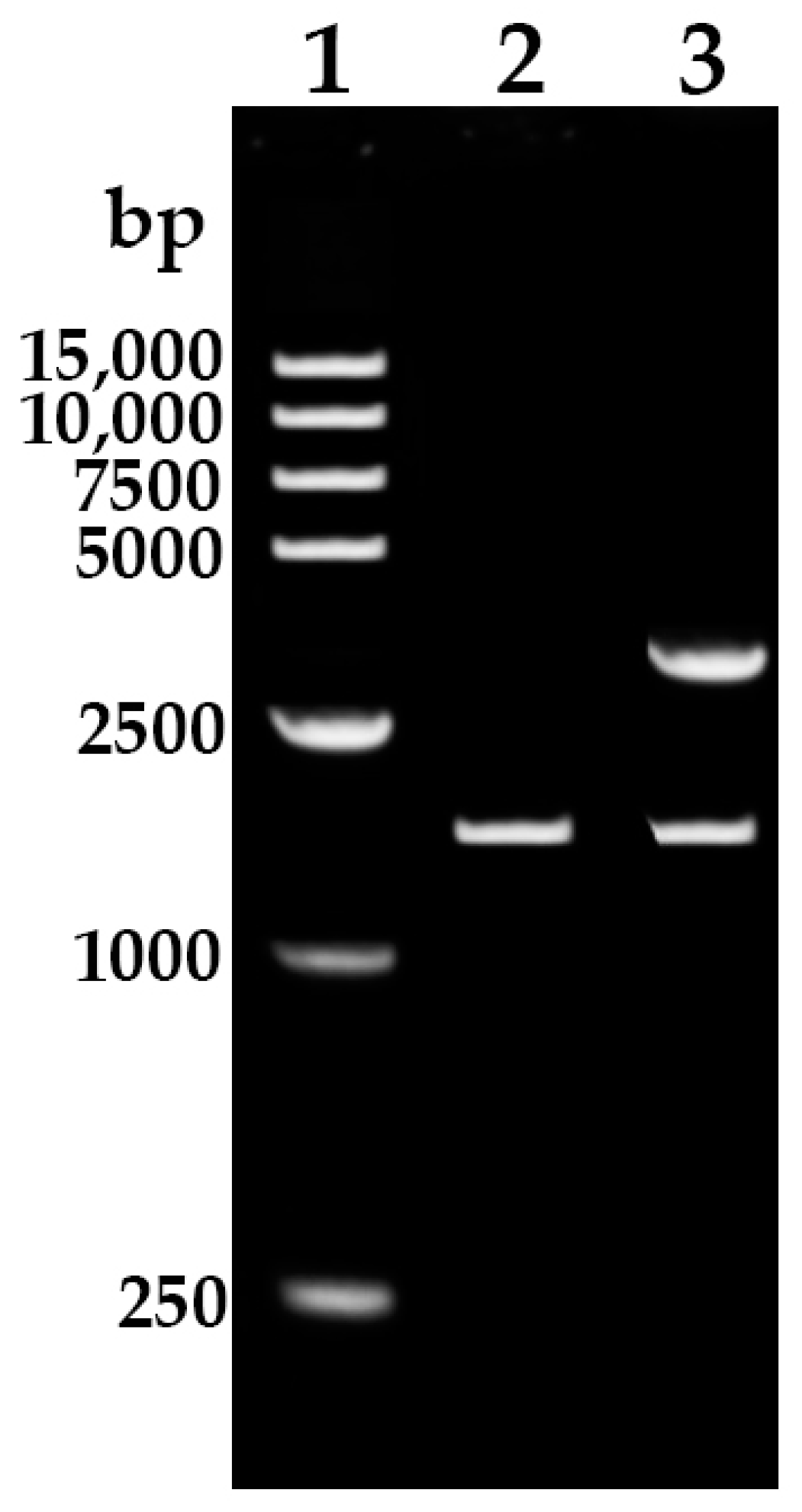 Forests 15 00276 g001