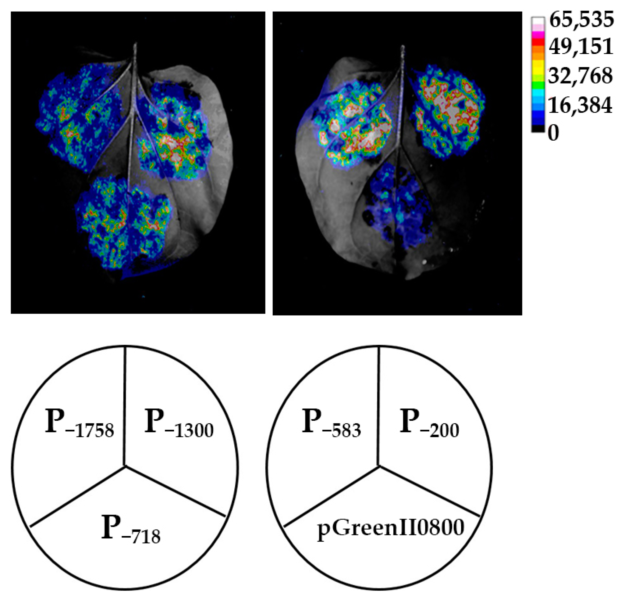 Forests 15 00276 g003