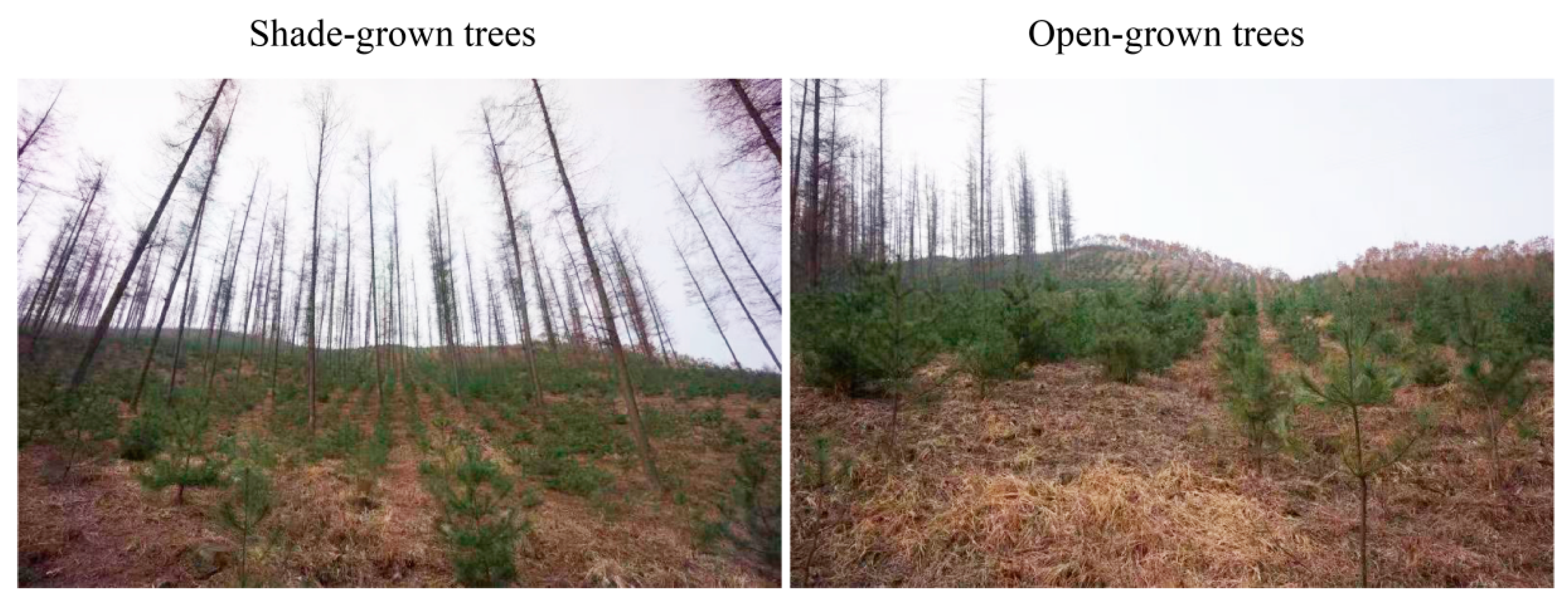 Forests 15 00291 g001