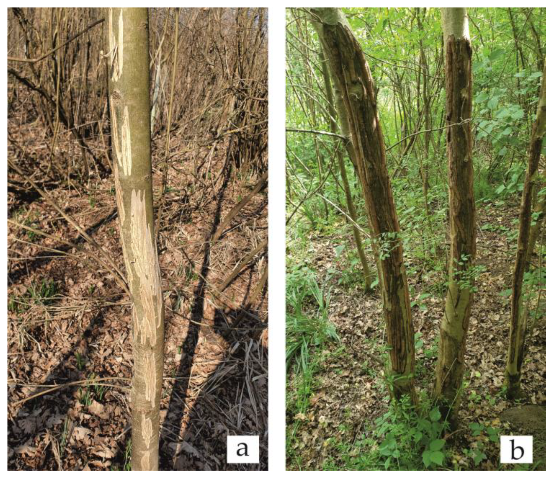 Forests 15 00314 g002 Forests 15 00314 g002