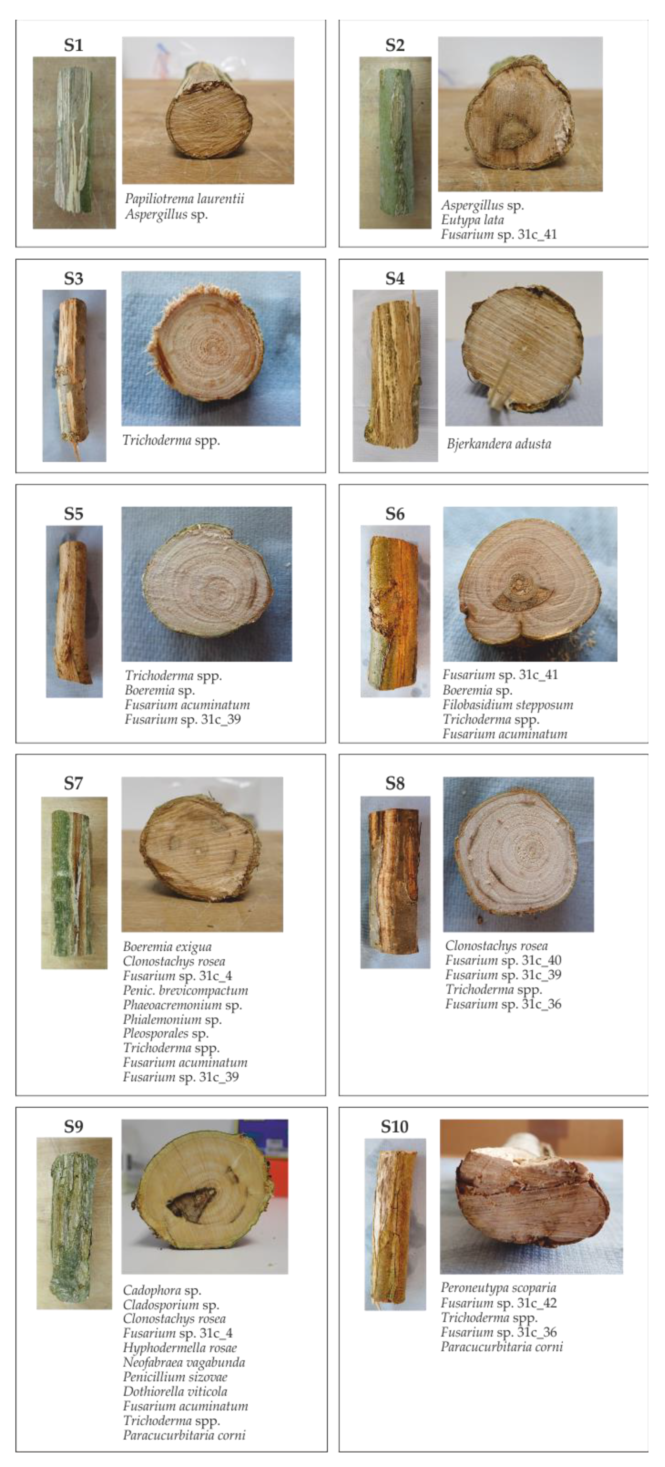 Forests 15 00314 g006 Forests 15 00314 g006
