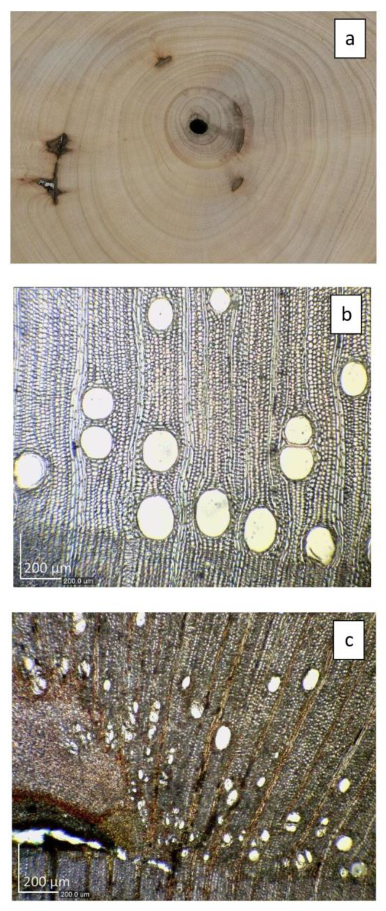 Forests 15 00314 g008 Forests 15 00314 g008
