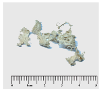 Forests 15 00325 i002