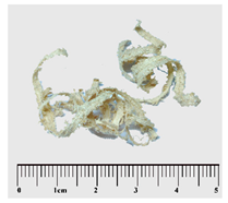 Forests 15 00325 i003