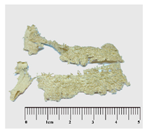 Forests 15 00325 i004