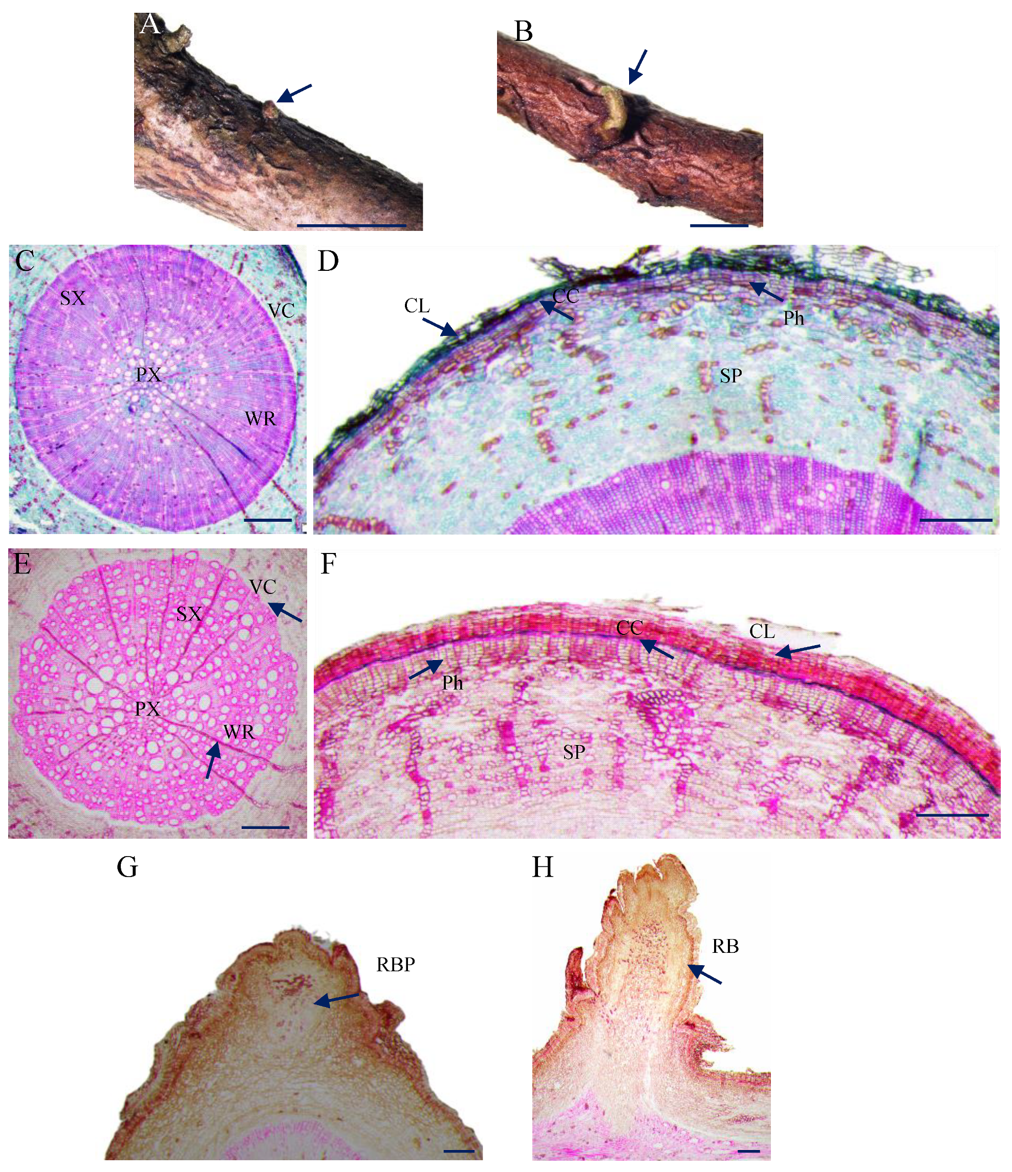 Forests 15 00335 g001 Forests 15 00335 g001