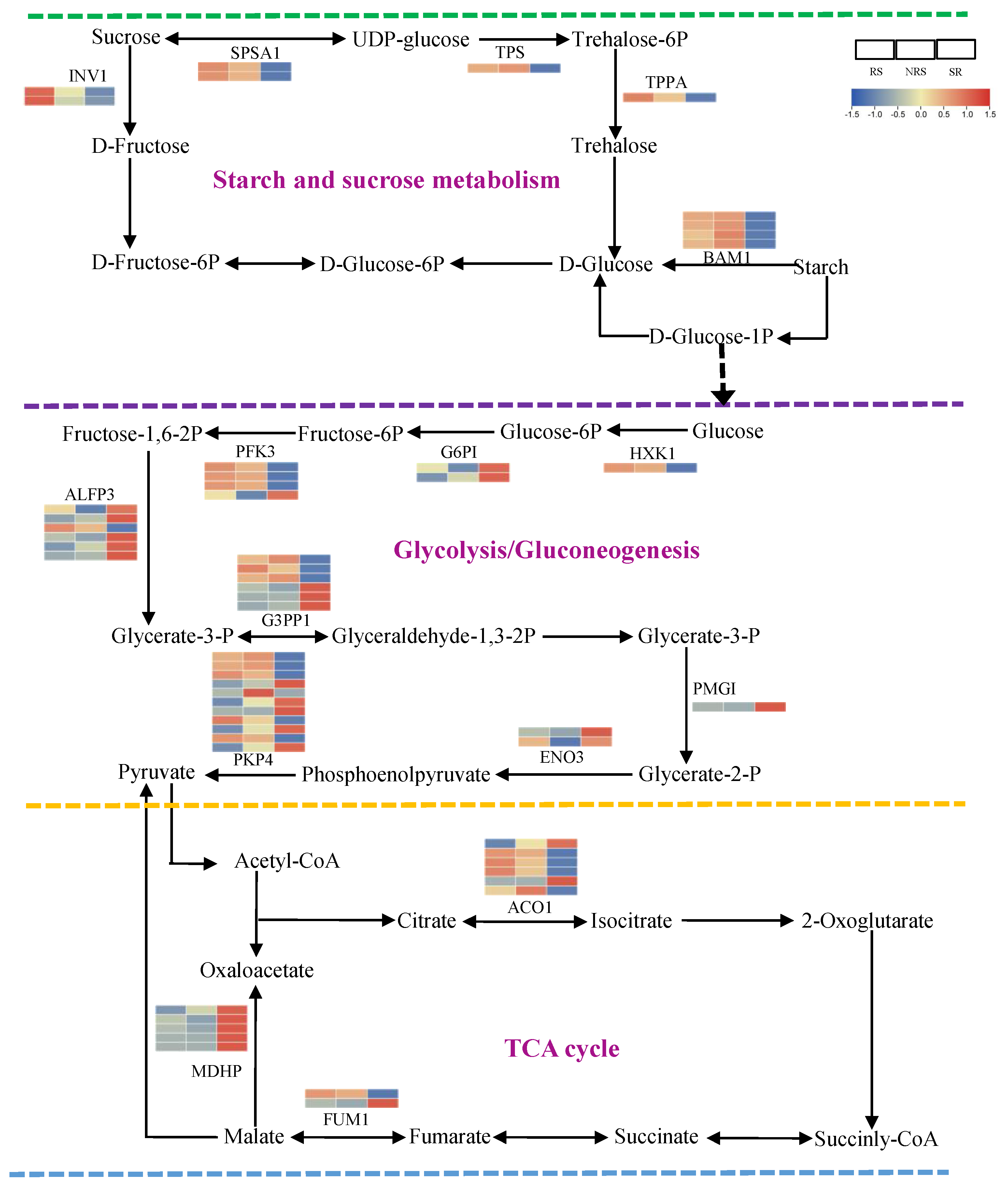 Forests 15 00335 g004 Forests 15 00335 g004