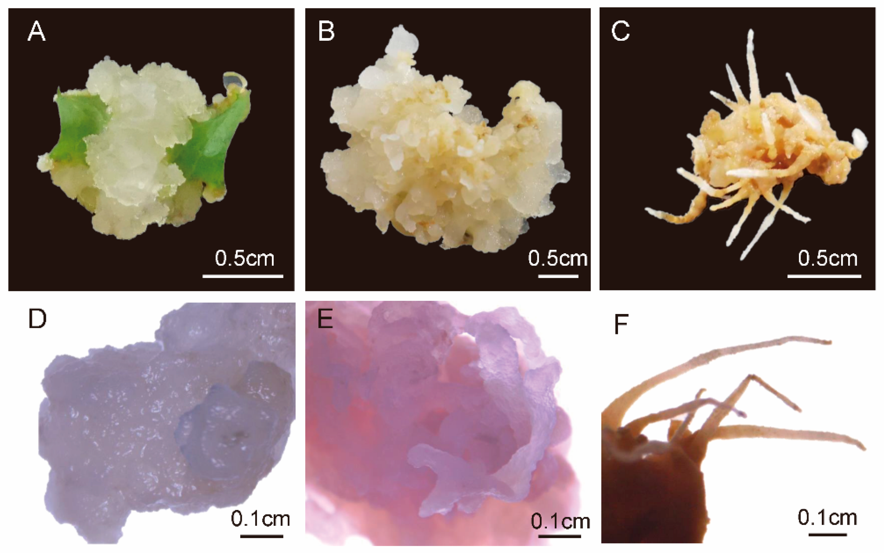 Forests 15 00376 g007