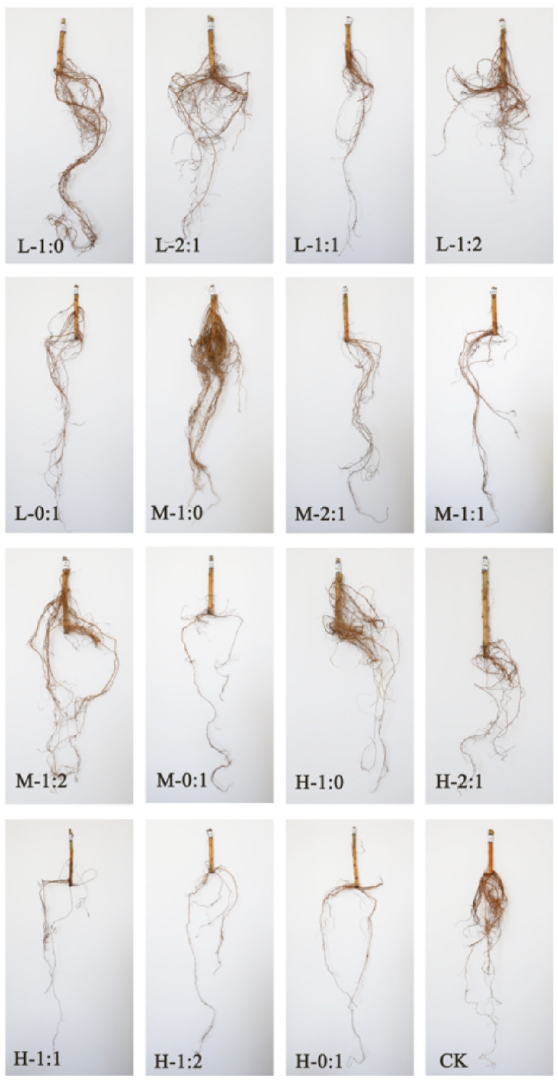 NH4+-N and Low Ratios of NH4+-N/NO3−-N Promote the
