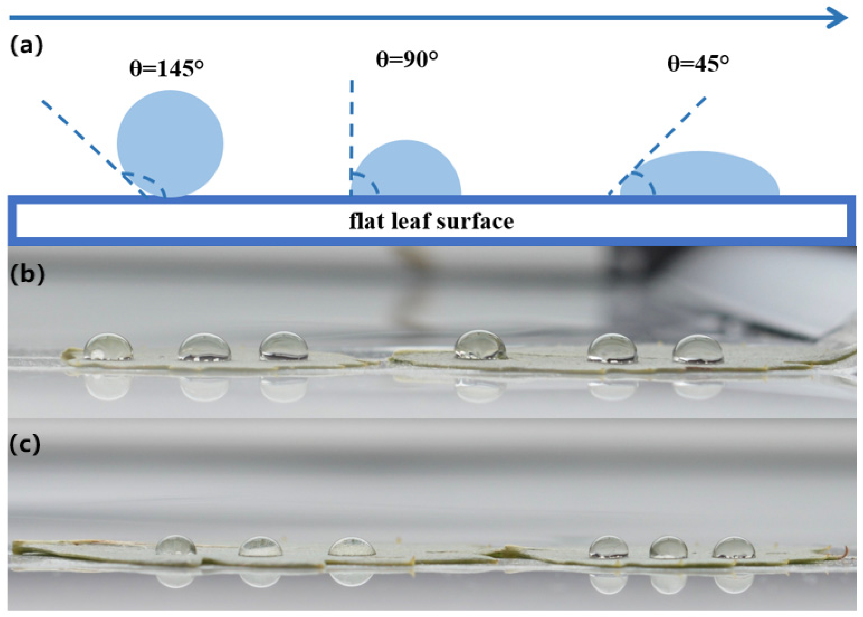 Forests 15 00430 g002 Forests 15 00430 g002