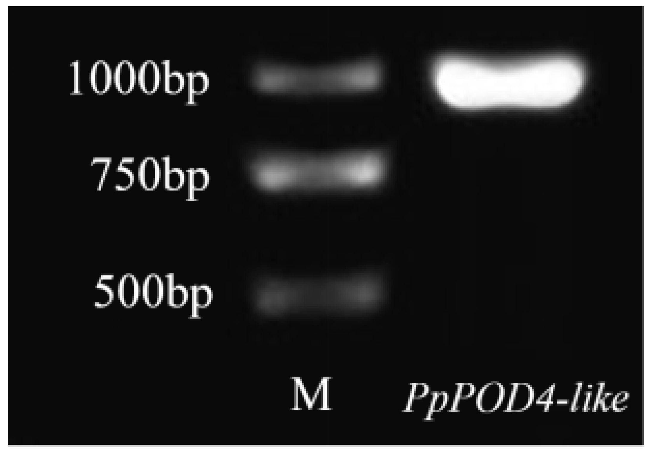 Forests 15 00434 g004