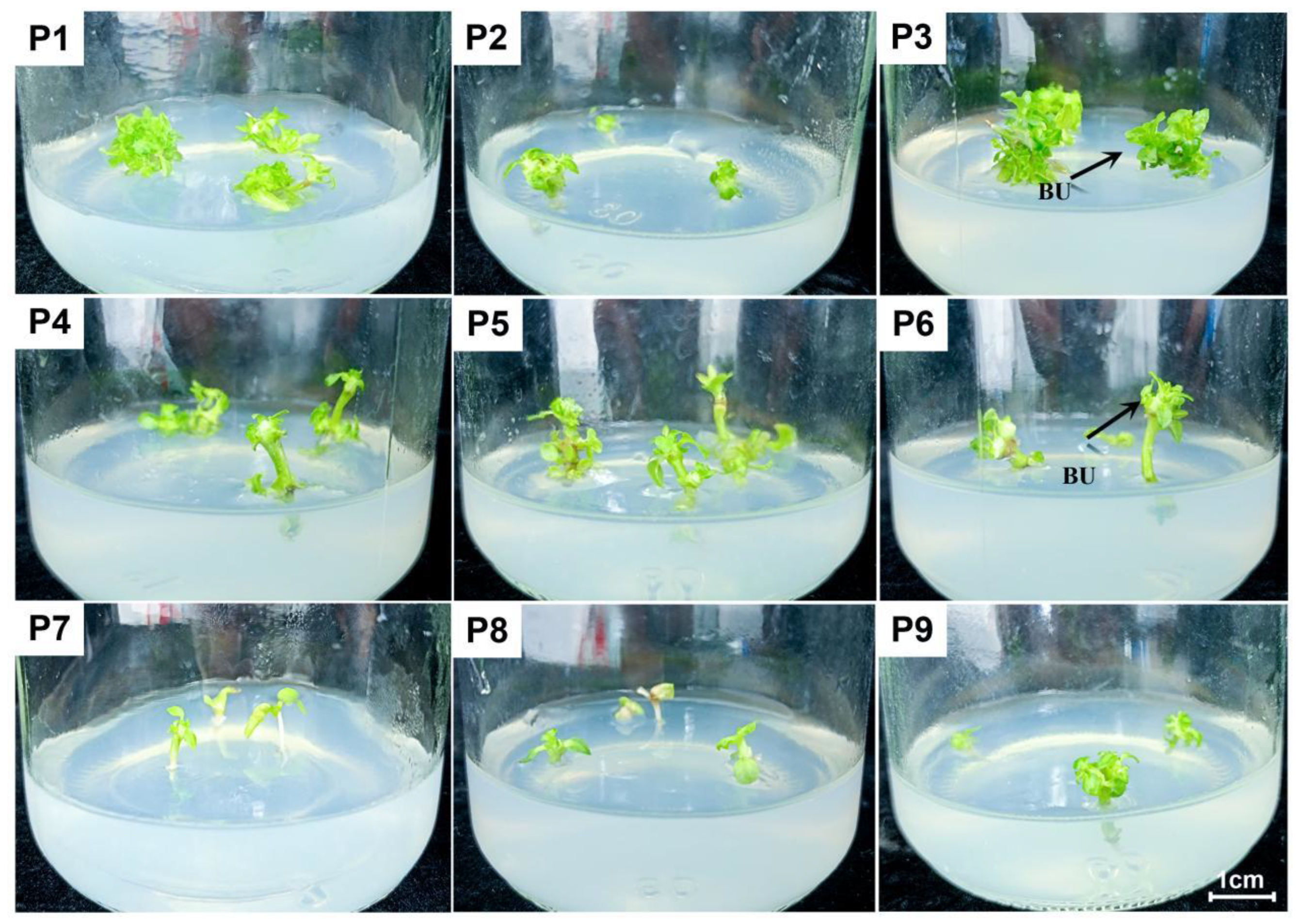 Forests 15 00446 g003