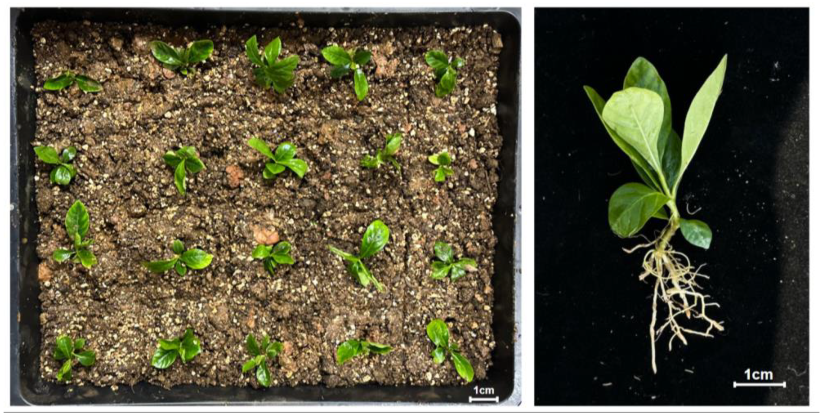 Forests 15 00446 g007