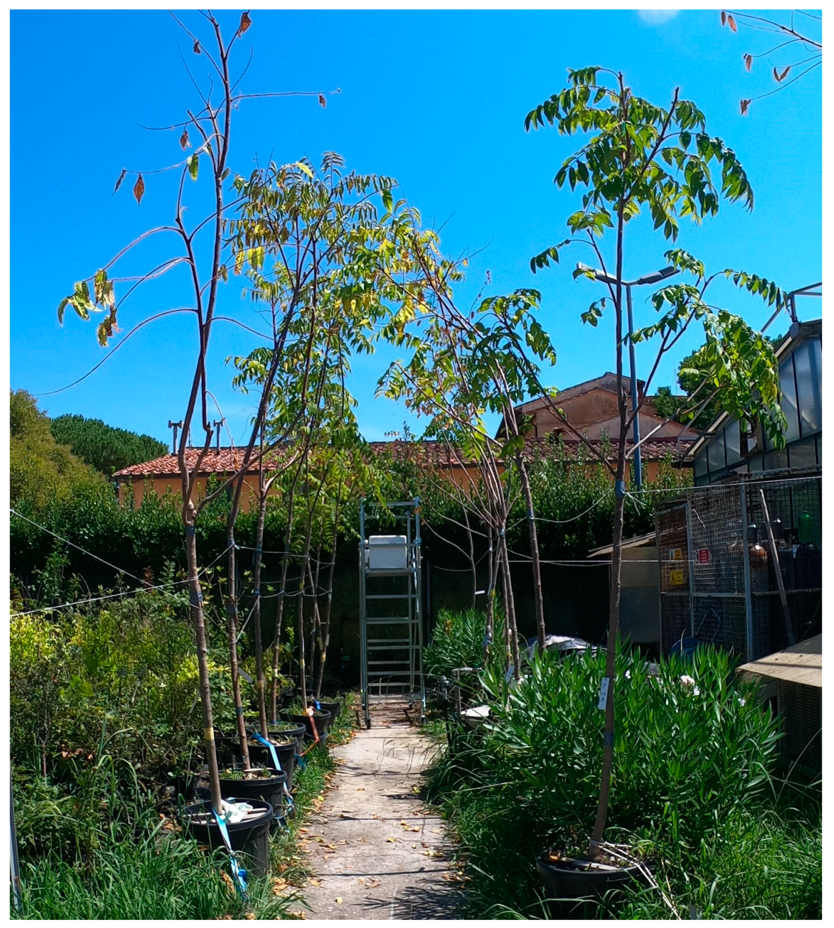 Forests 15 00462 g004