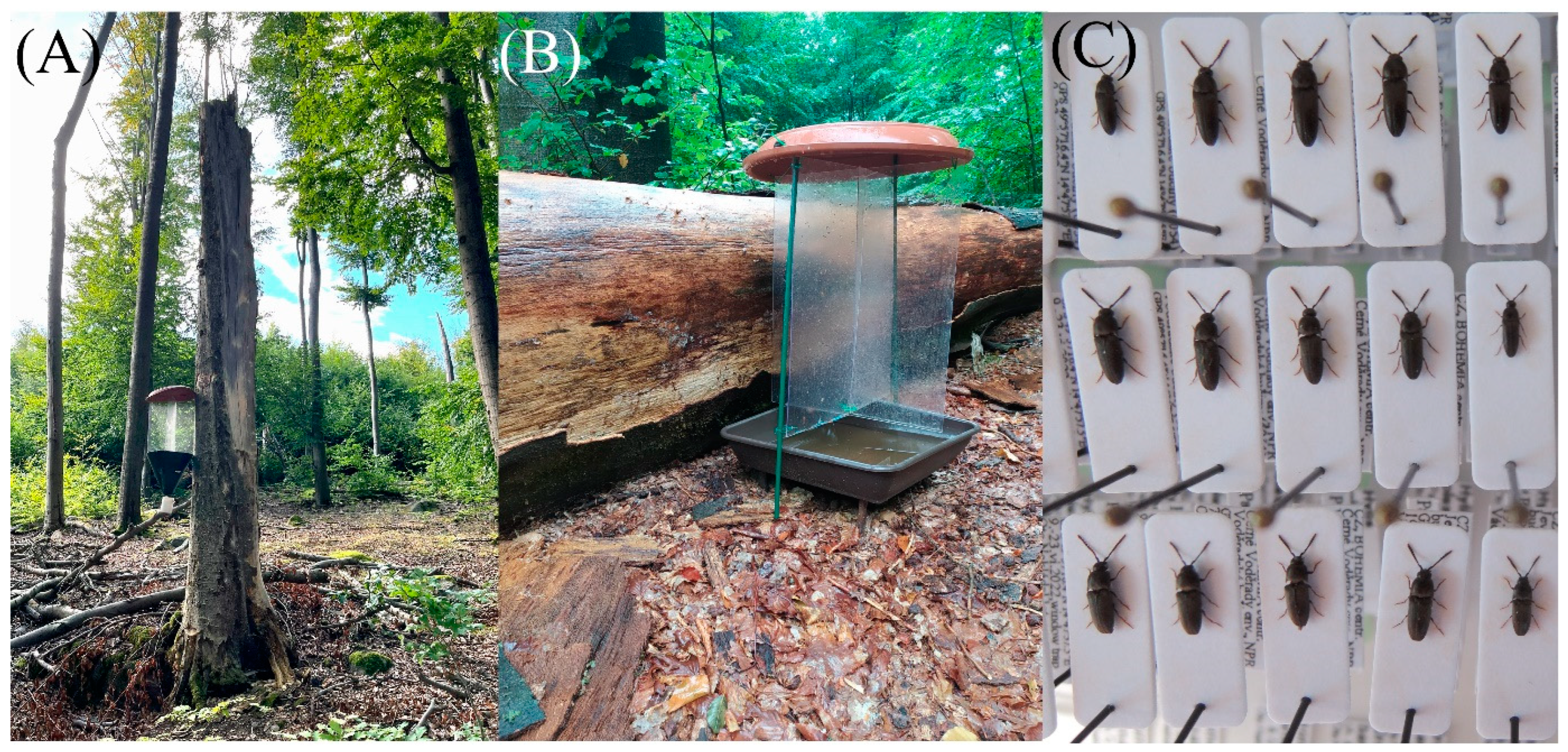 Forests 15 00469 g002