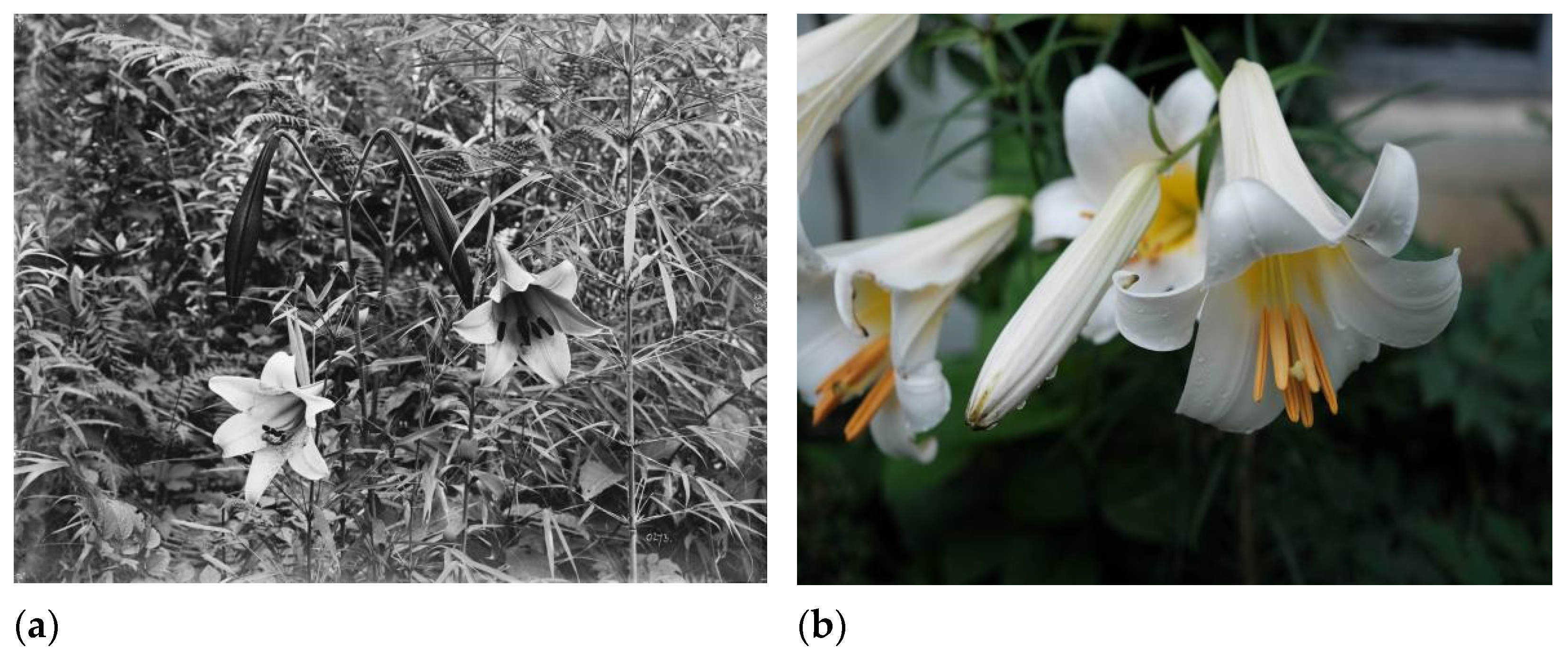 Forests 15 00475 g005 Forests 15 00475 g005