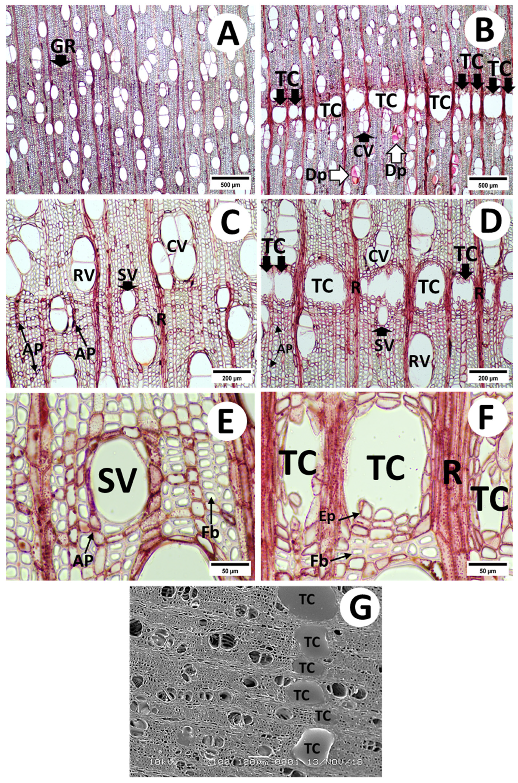 Forests 15 00509 g002 Forests 15 00509 g002