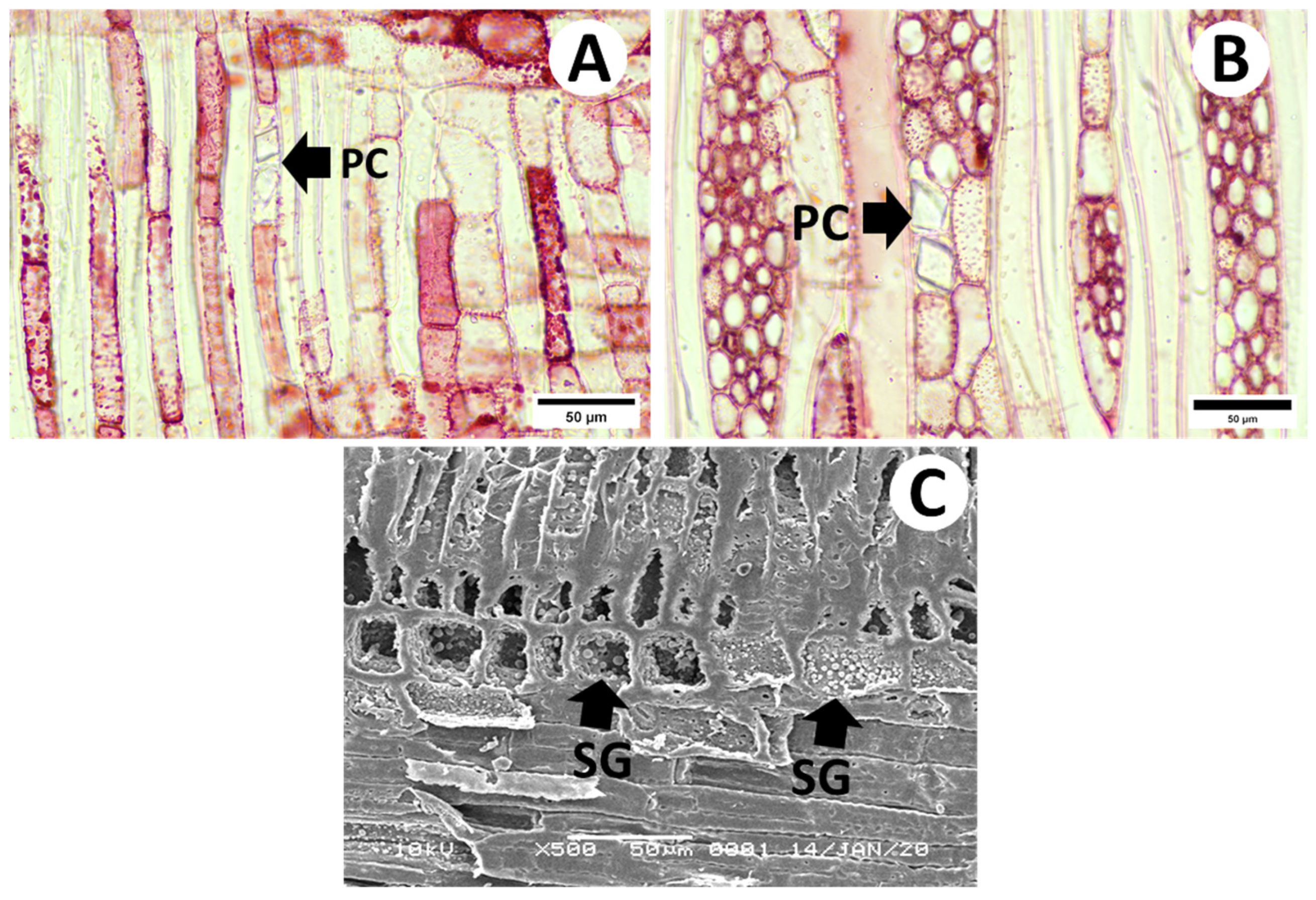 Forests 15 00509 g005 Forests 15 00509 g005