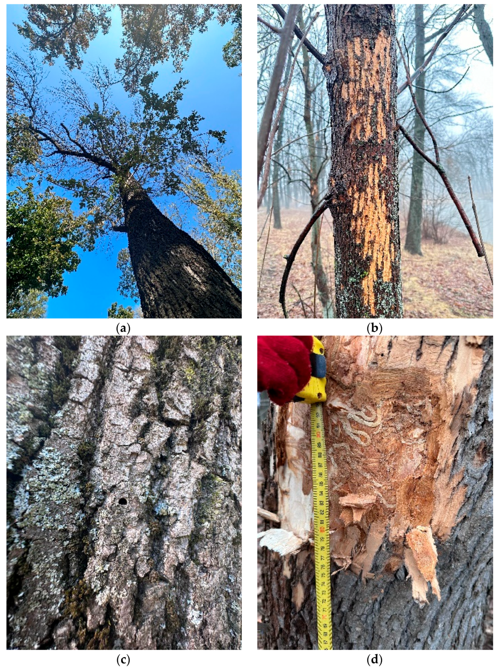 Forests 15 00511 g002