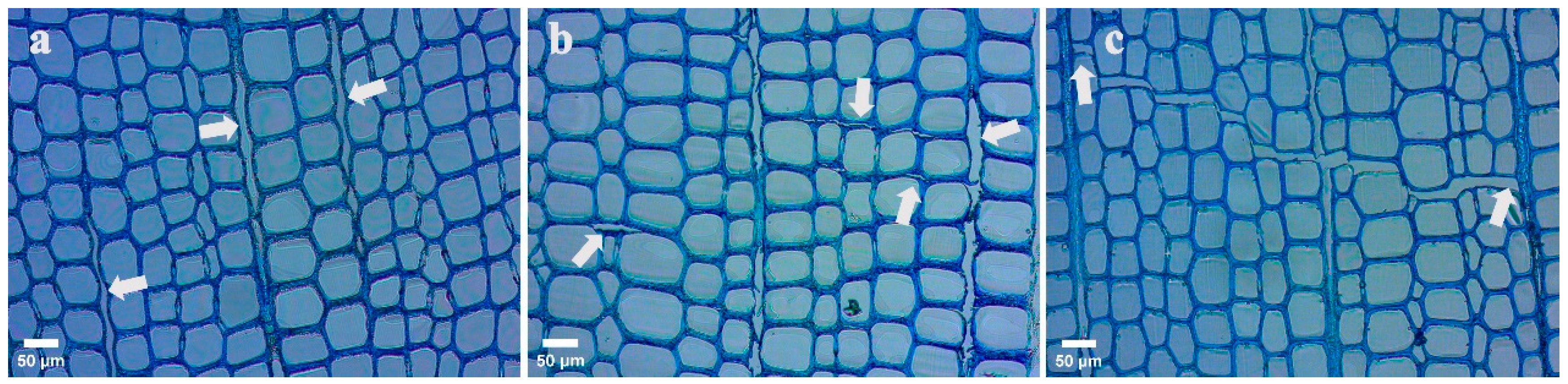 Forests 15 00516 g004