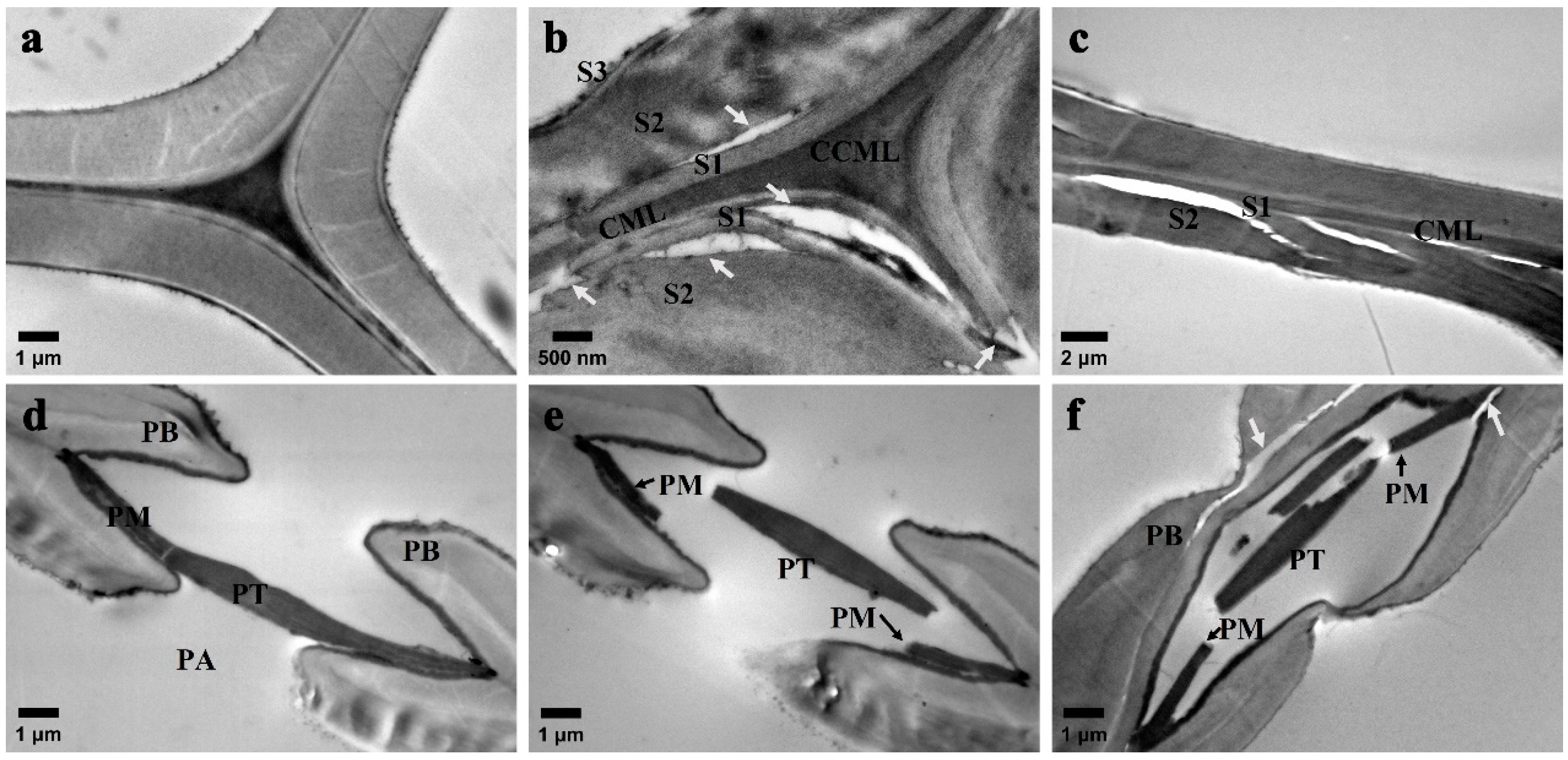 Forests 15 00516 g006