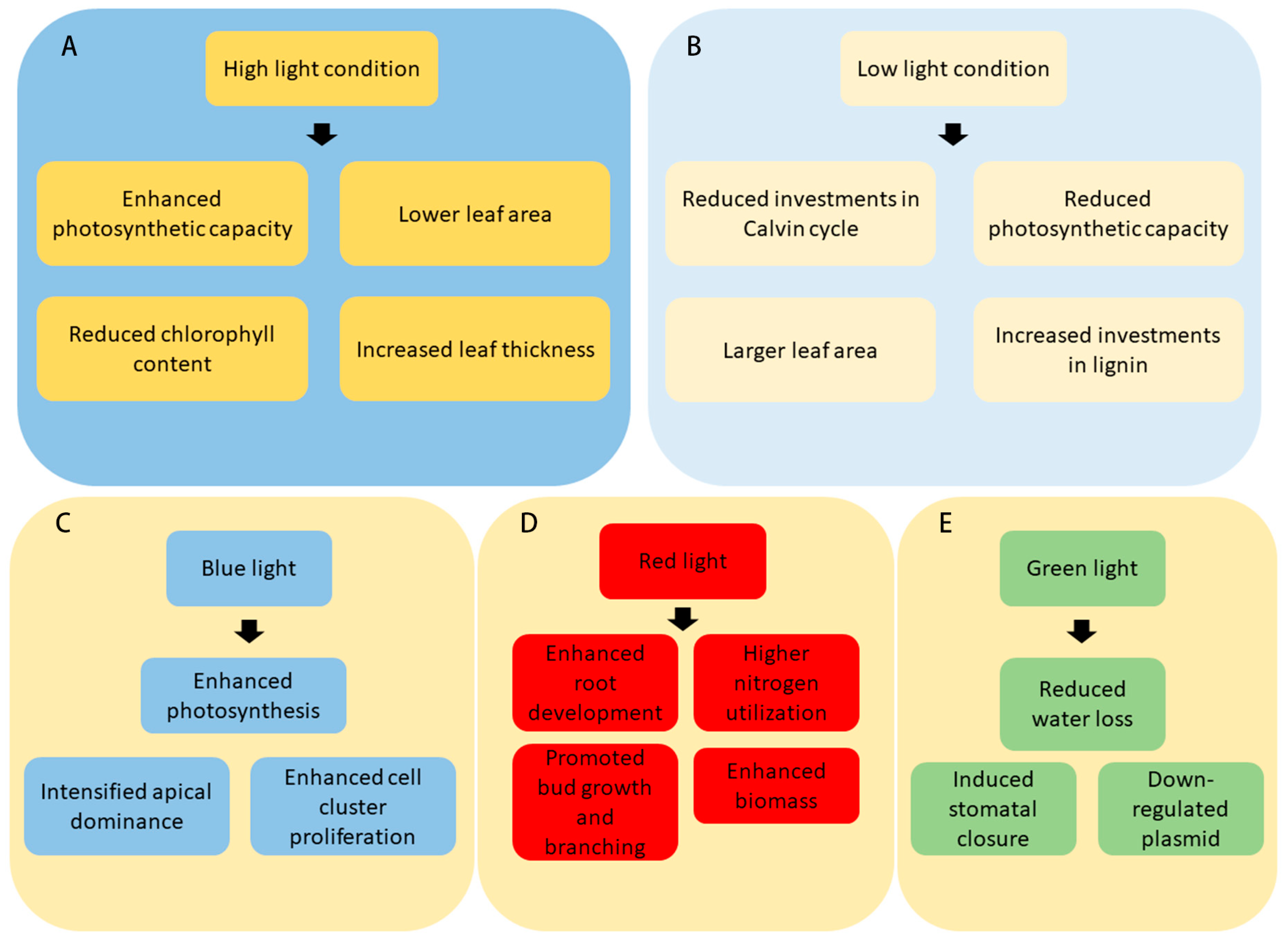Forests 15 00523 g001 Forests 15 00523 g001