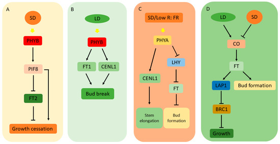 Phyb Function Forests | Free Full-Text | Light and Light Signals Regulate Growth and ...